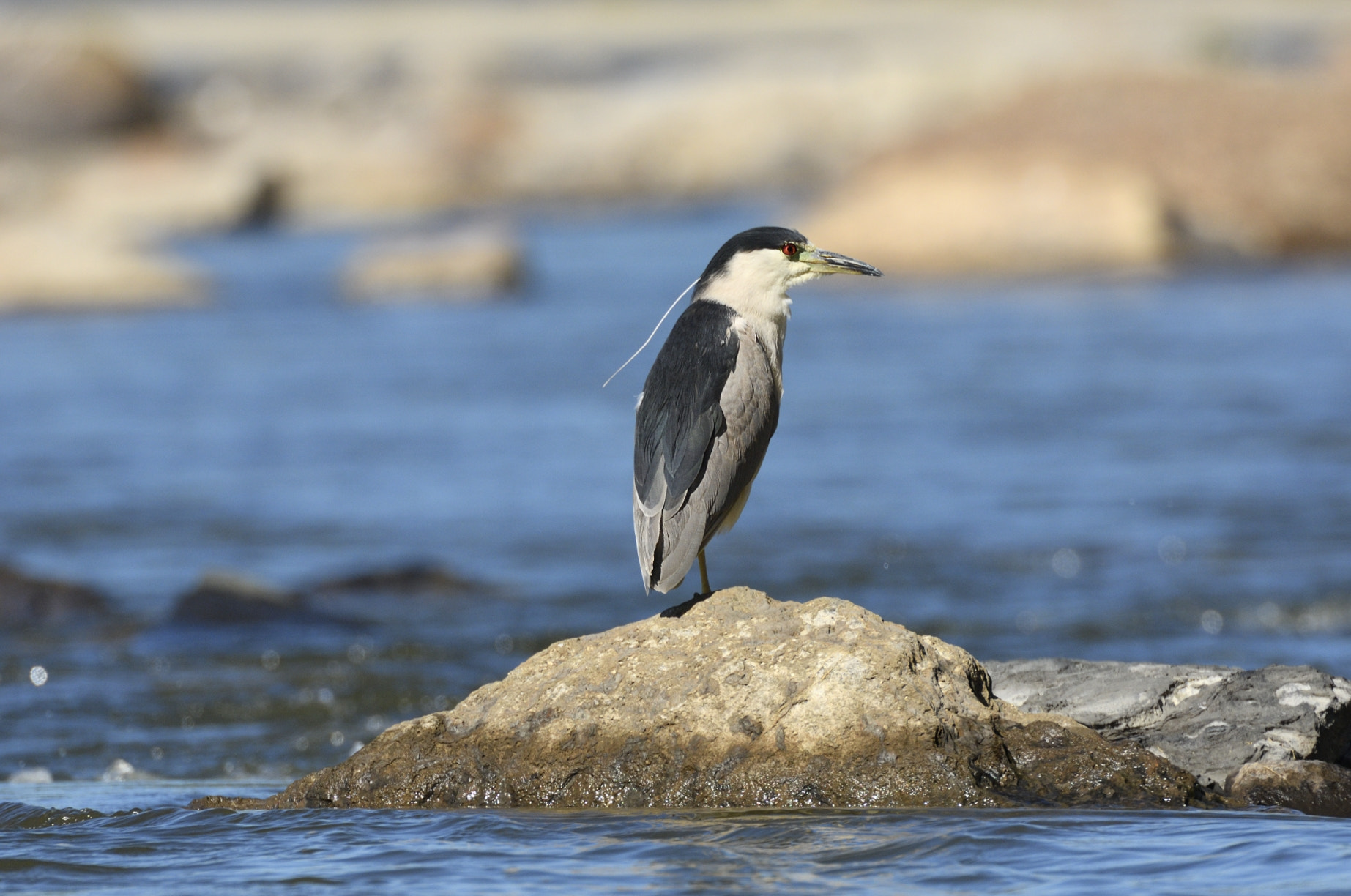 Nikon D2Xs sample photo. Black crowned night heron / bihoreau gris photography