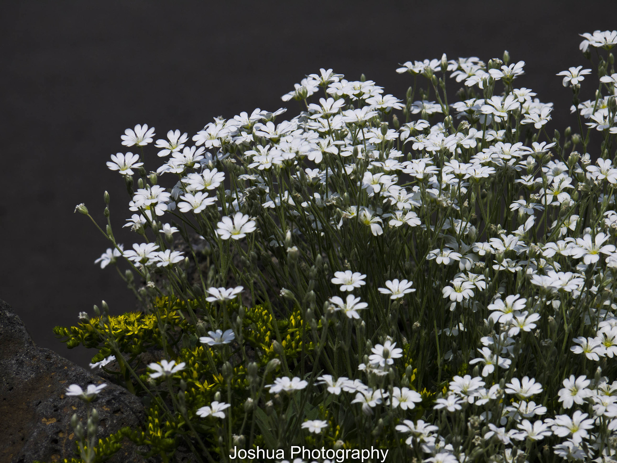 Panasonic Lumix G Vario 45-200mm F4-5.6 OIS sample photo. _1130128.jpg photography