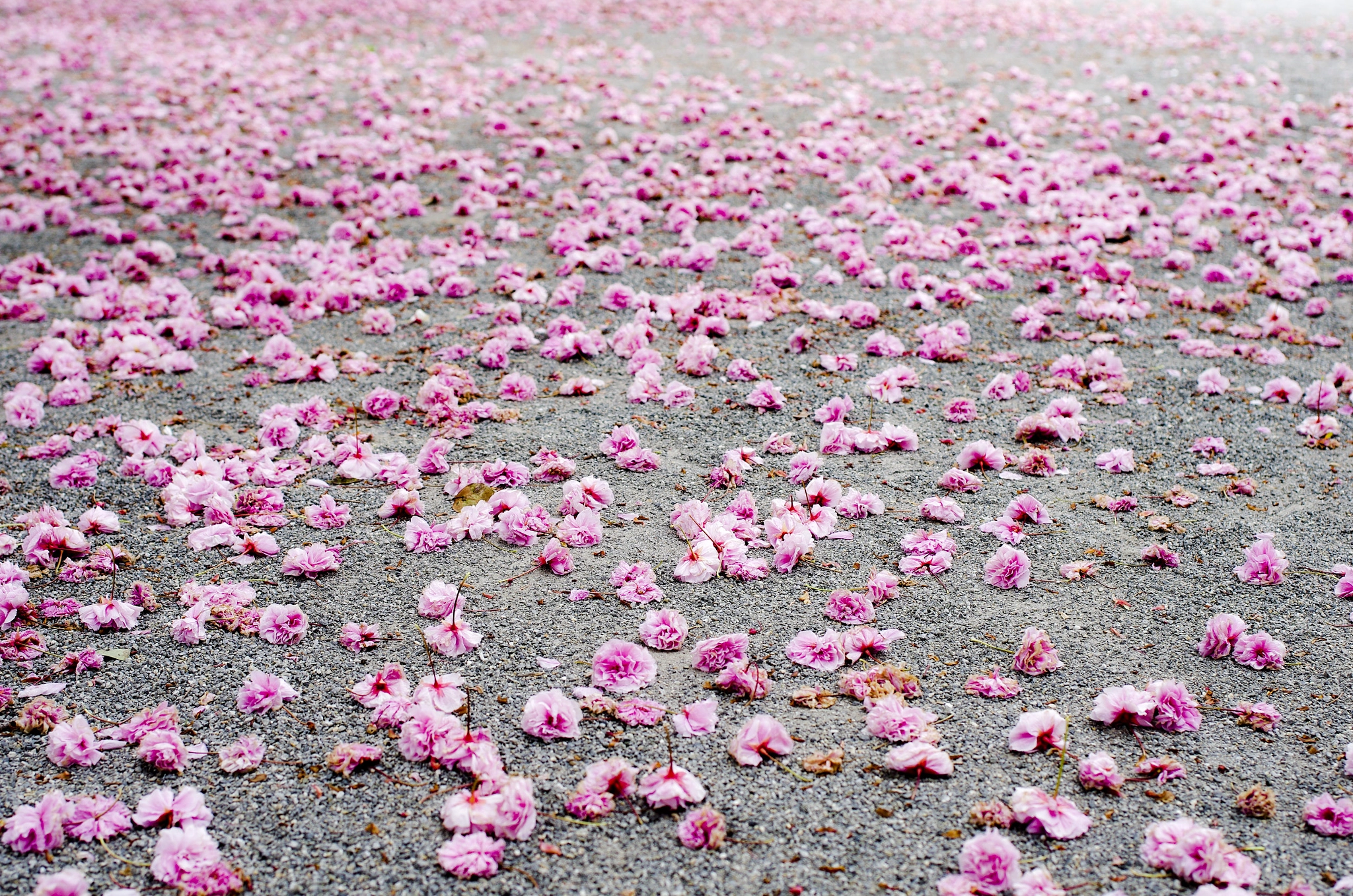 Pentax K-5 IIs + HD Pentax-FA 35mm F2 AL sample photo. Ending of flowers photography