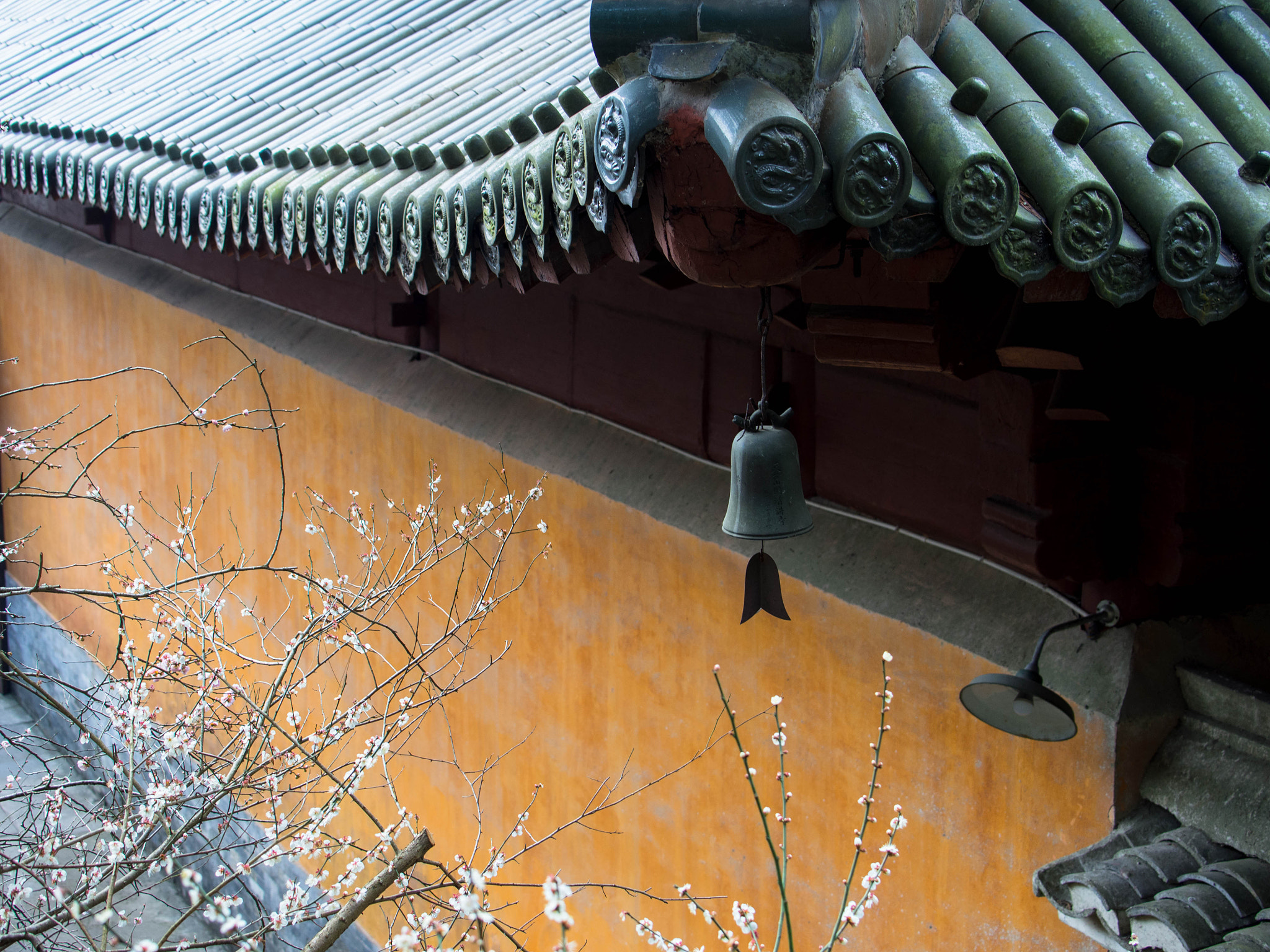 Olympus PEN E-P5 sample photo. Wintersweet in full bloom in ancient temple photography