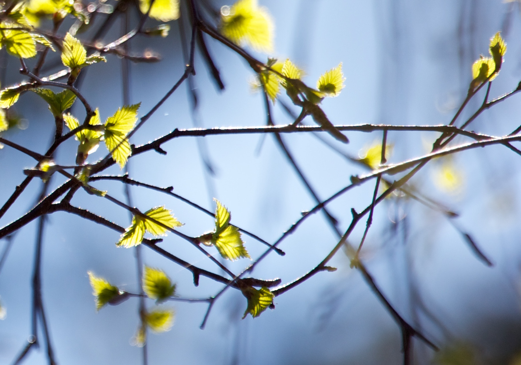 Canon EF 100-400mm F4.5-5.6L IS USM sample photo. Birch@springlight photography