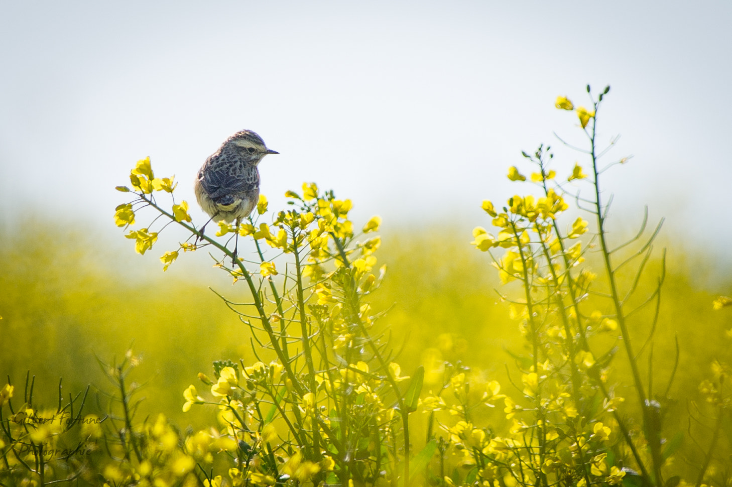 Nikon AF-S Nikkor 300mm F2.8G ED VR II sample photo. Tarier des prés photography