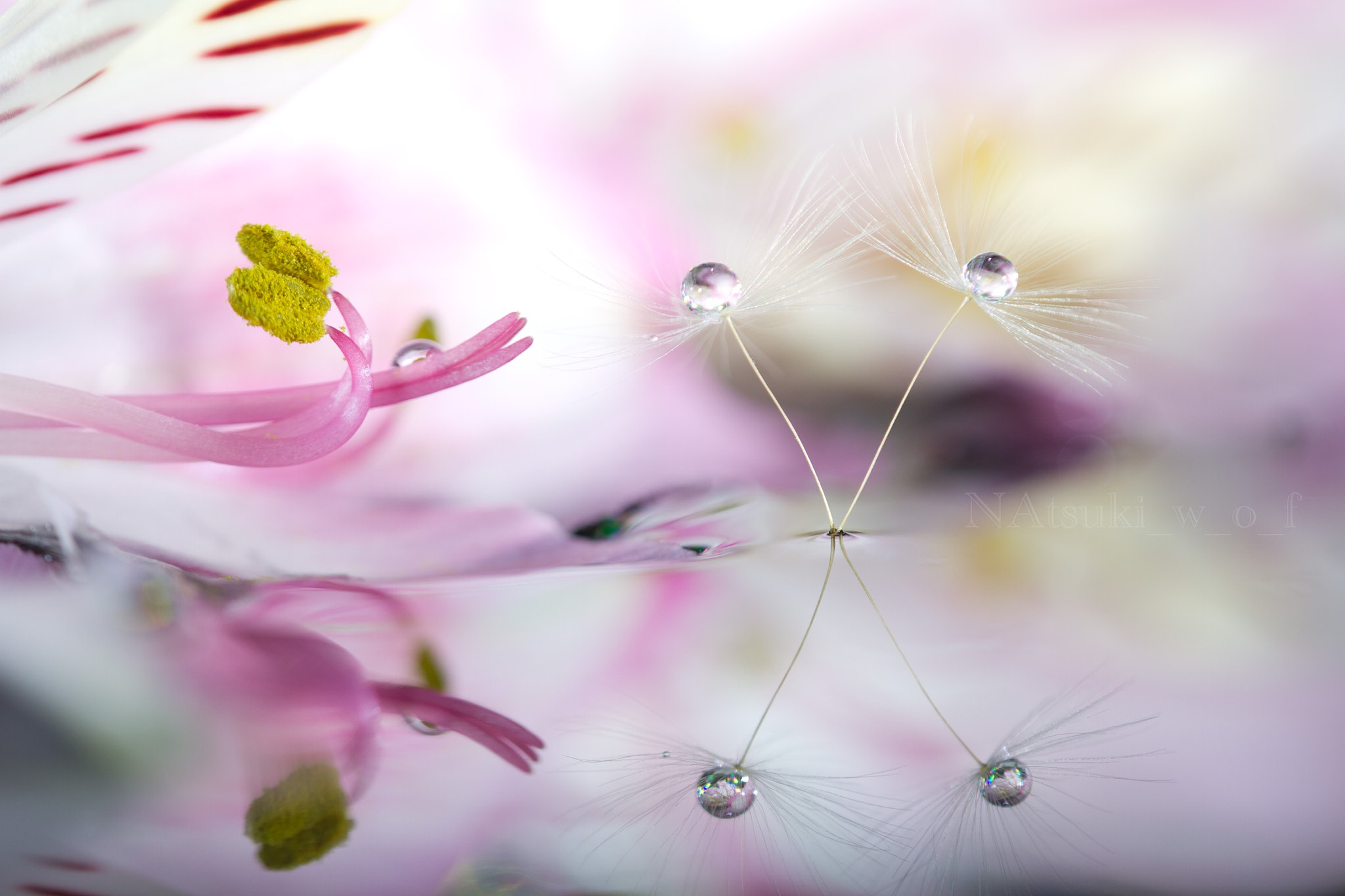 Tamron SP AF 180mm F3.5 Di LD (IF) Macro sample photo. Fantasy world photography
