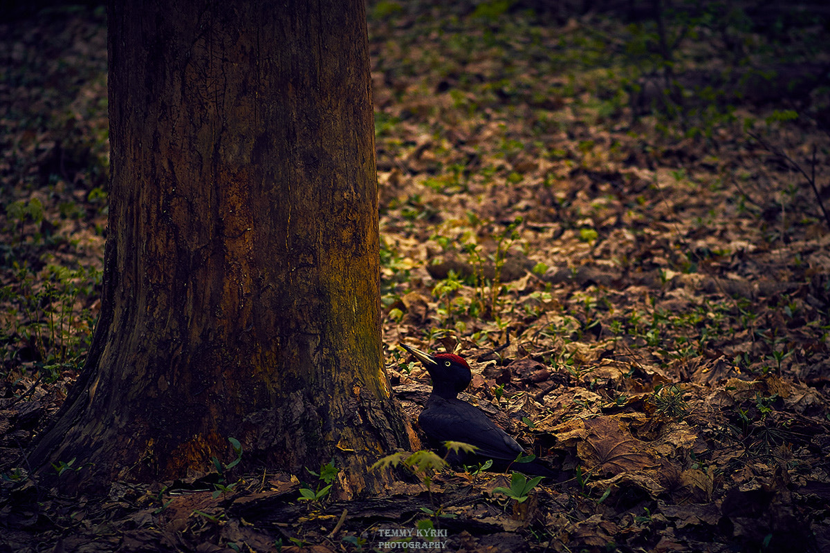 Olympus PEN E-PL5 + Sigma 60mm F2.8 DN Art sample photo. Woodpecker photography