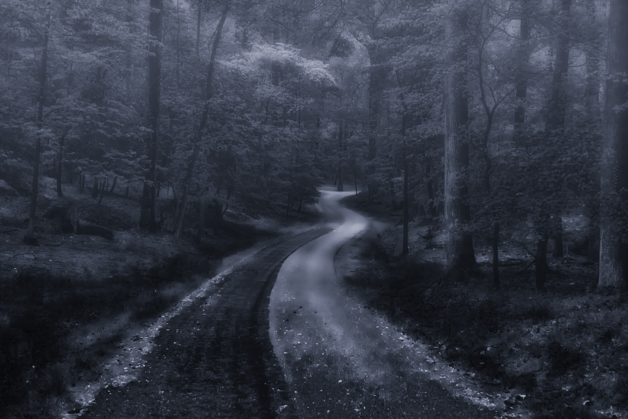 Sigma 18-50mm F2.8-4.5 DC OS HSM sample photo. Take a walk in the forest with me photography