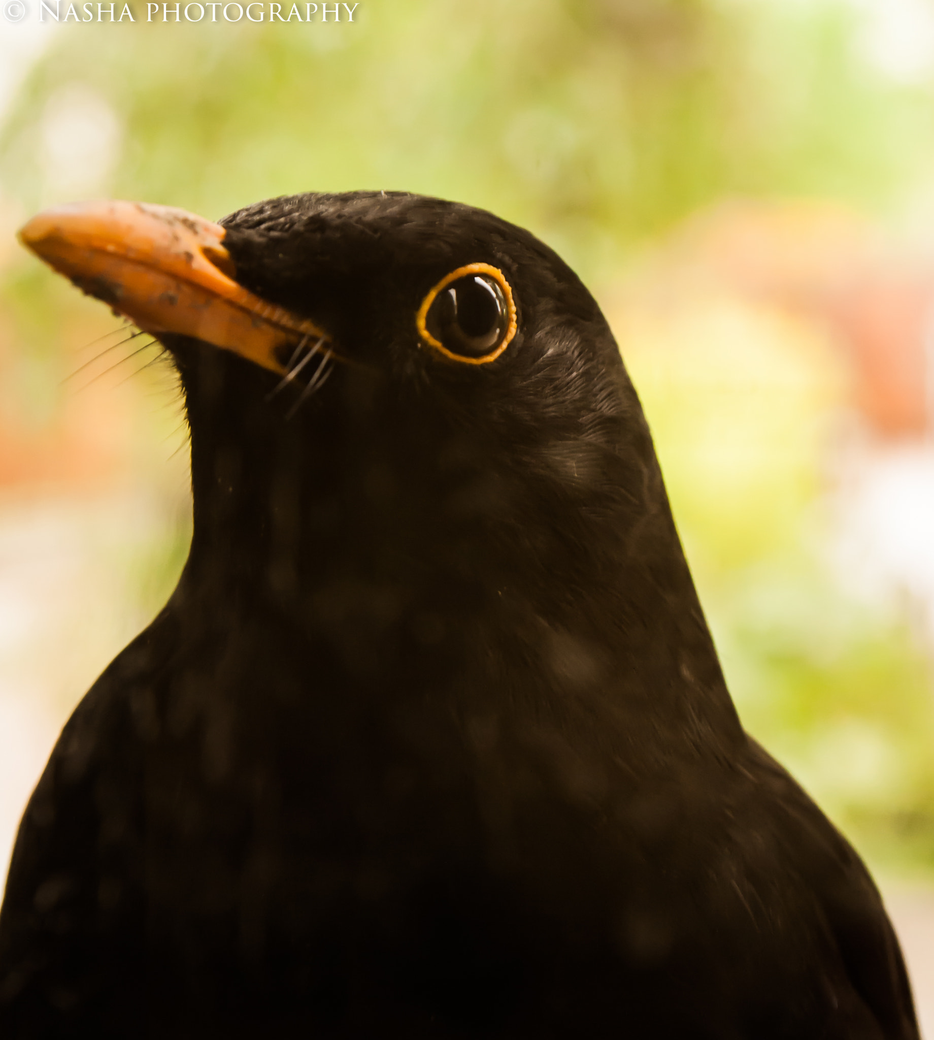 Canon EF-S 18-55mm f/3.5-5.6 USM sample photo. Blackbird_hungary_budapest photography