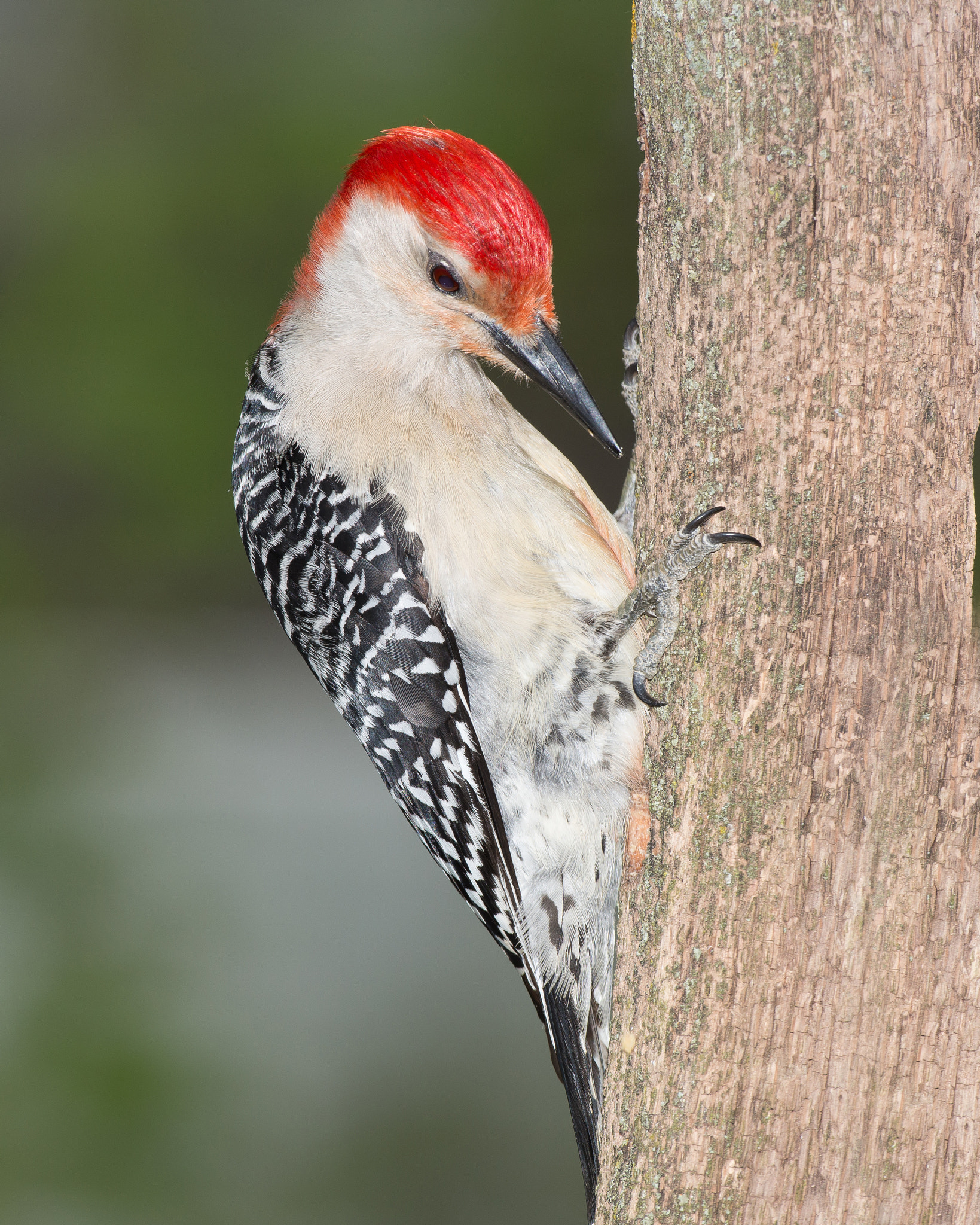 Nikon AF-S Nikkor 500mm F4D ED-IF II sample photo. Checking for crums photography