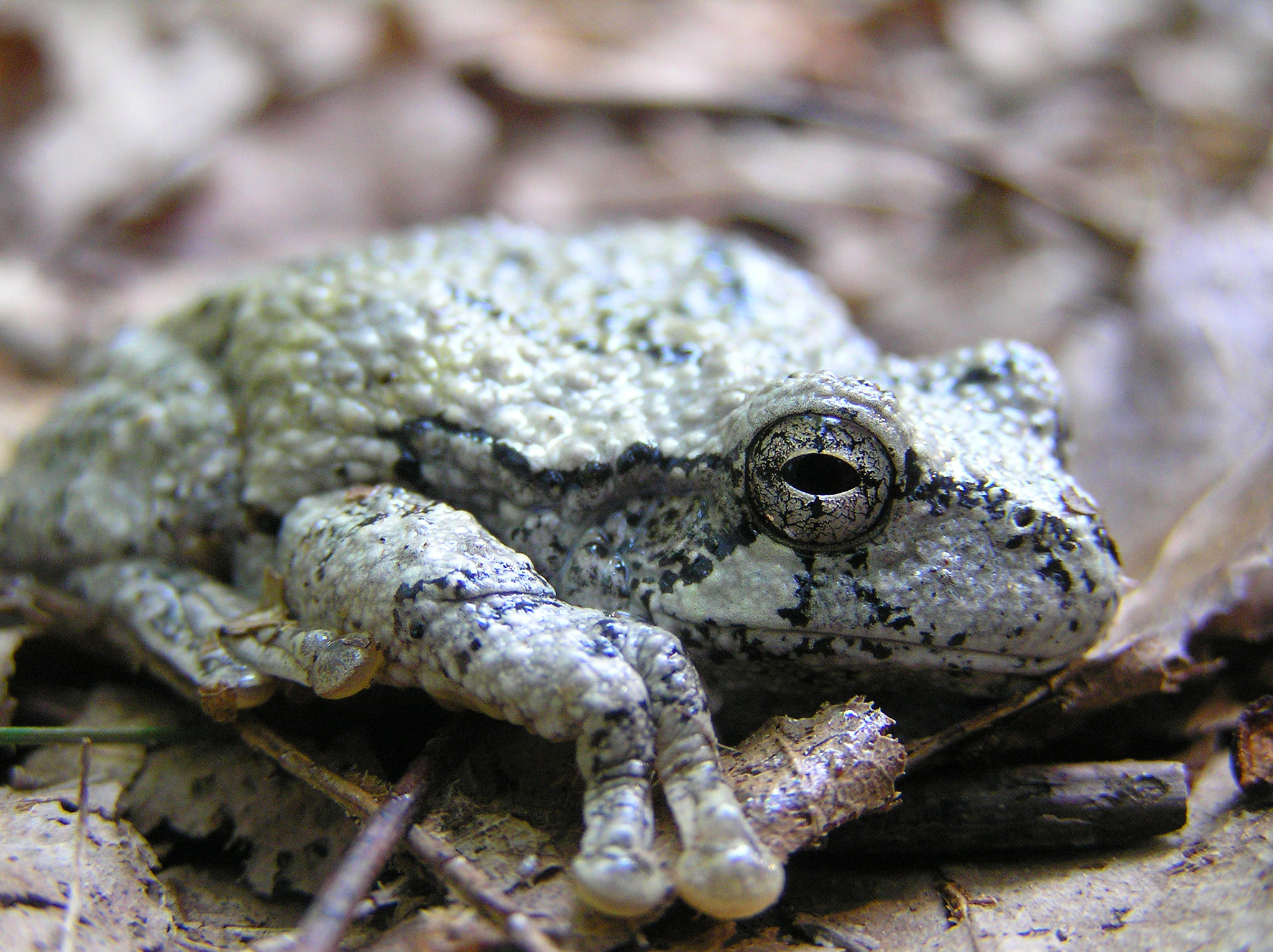 Olympus C765UZ sample photo. Grey tree frog photography
