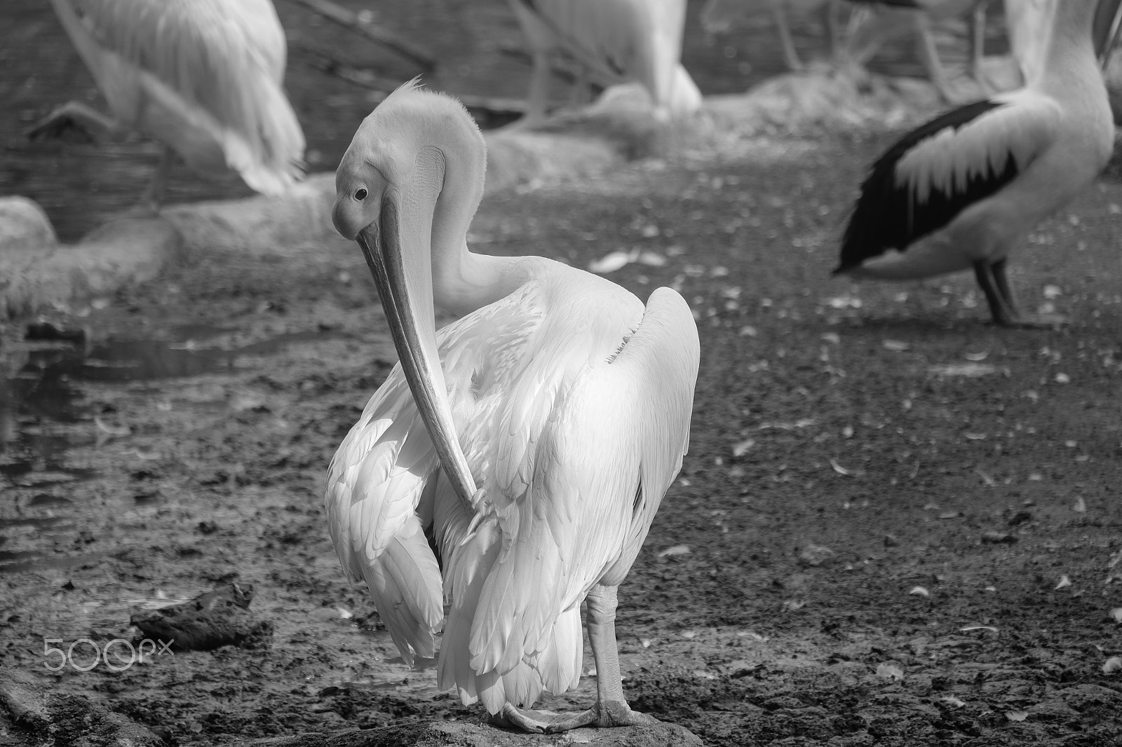 Fujifilm X-T1 + Fujifilm XC 50-230mm F4.5-6.7 OIS II sample photo. White pelican photography