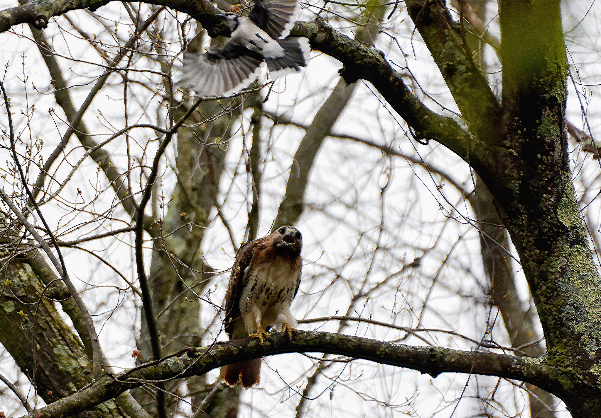 Nikon D7100 + Sigma 70-300mm F4-5.6 DG OS sample photo. Picked the wrong tree 5. photography