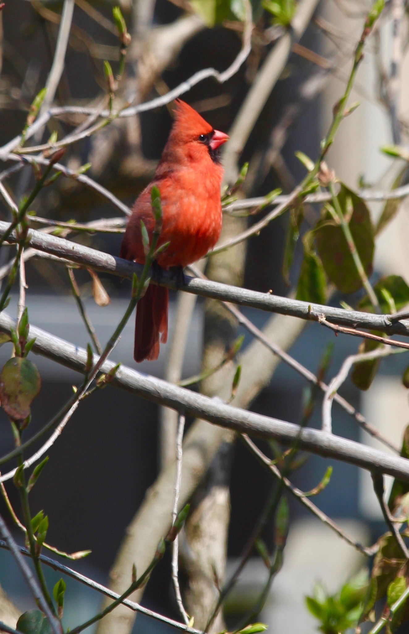 Canon EF 70-200mm F4L IS USM sample photo. Cardinal photography