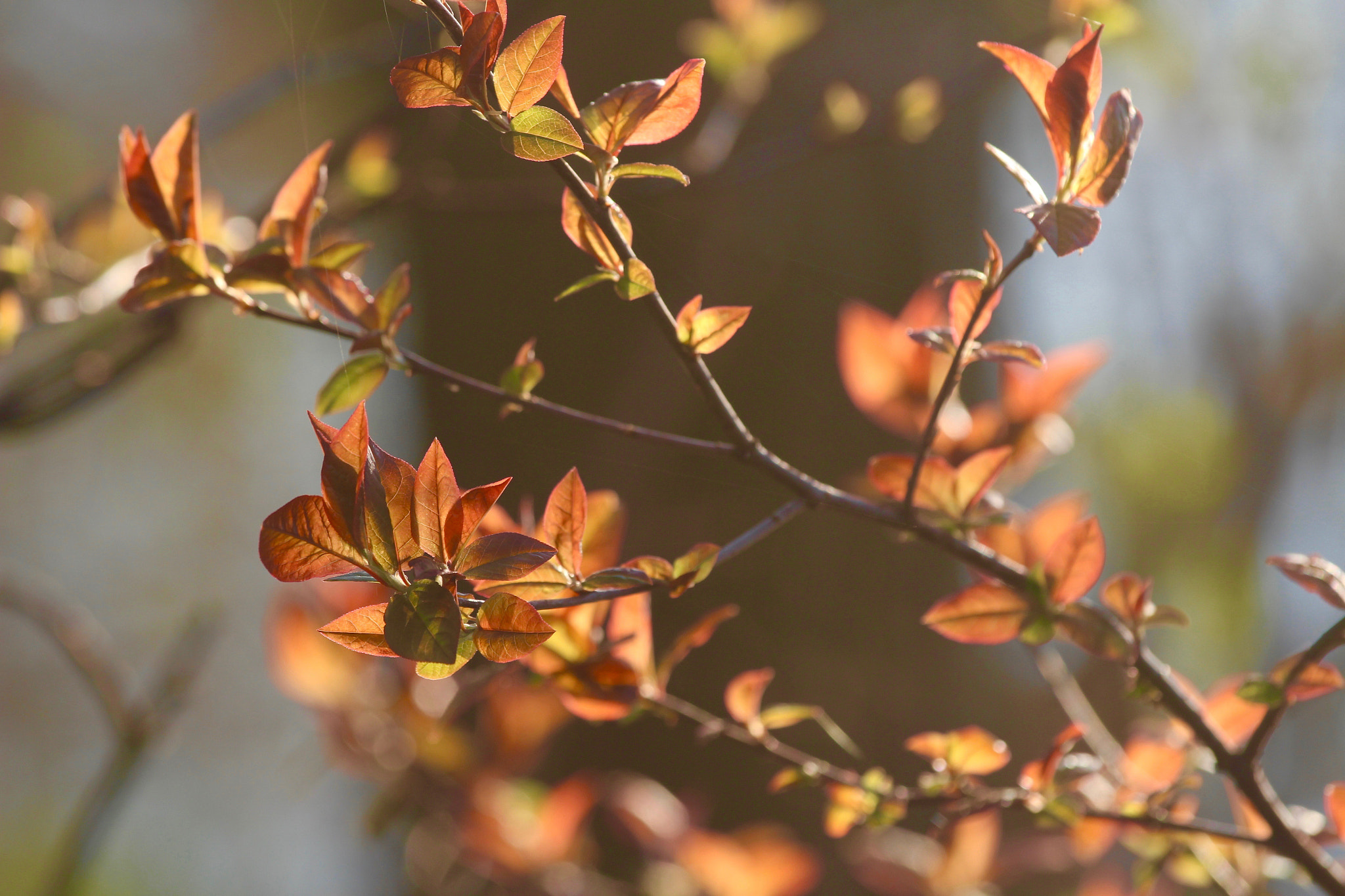 Canon EF 70-200mm F4L IS USM sample photo. Spring sunlight photography