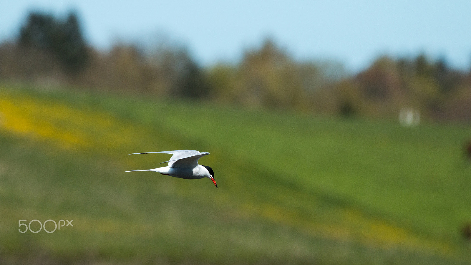 Canon EF 70-200mm F2.8L IS II USM sample photo. Tern looking for a fish photography
