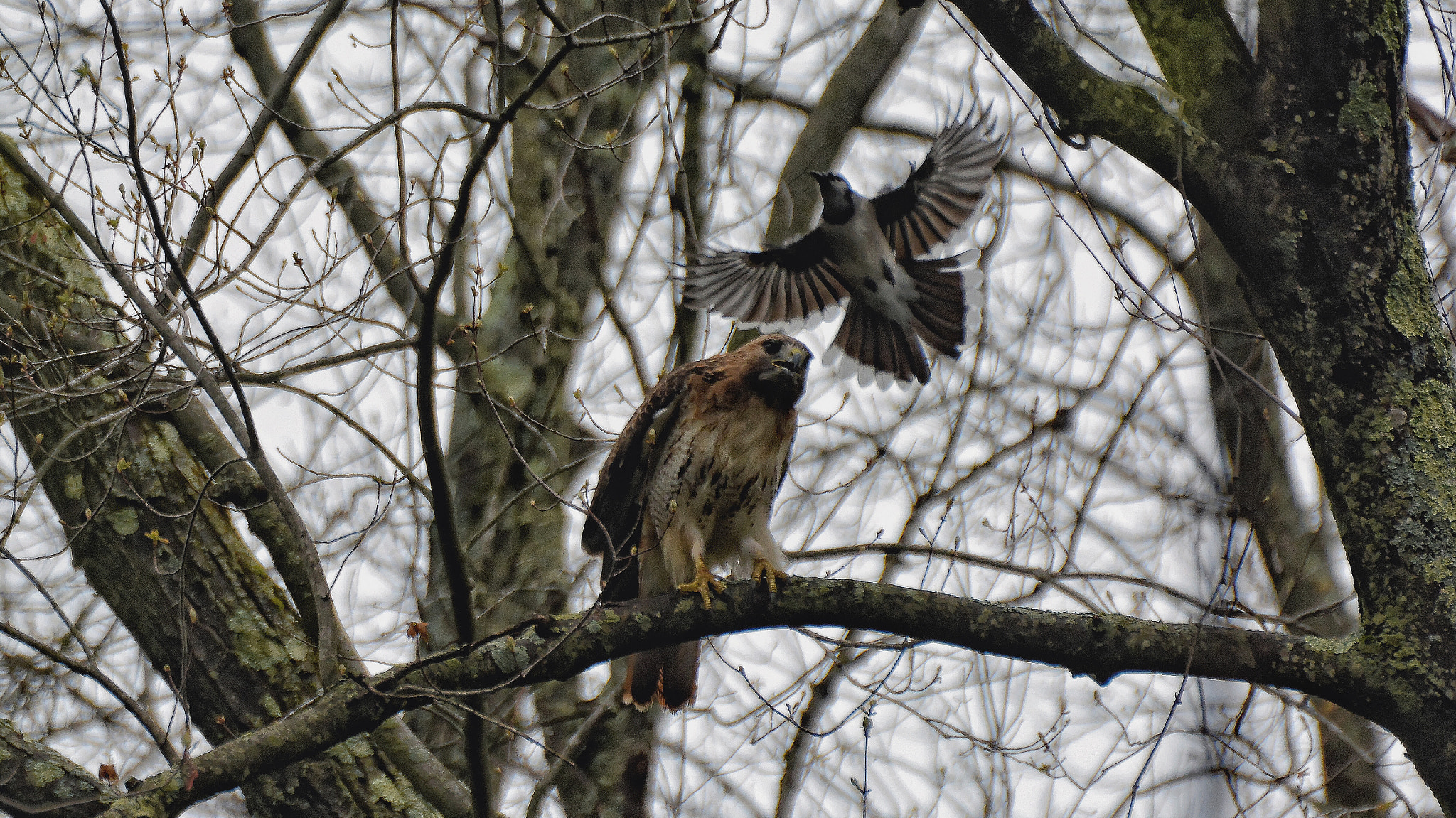 Nikon D7100 + Sigma 70-300mm F4-5.6 DG OS sample photo. Picked the wrong tree 4. photography