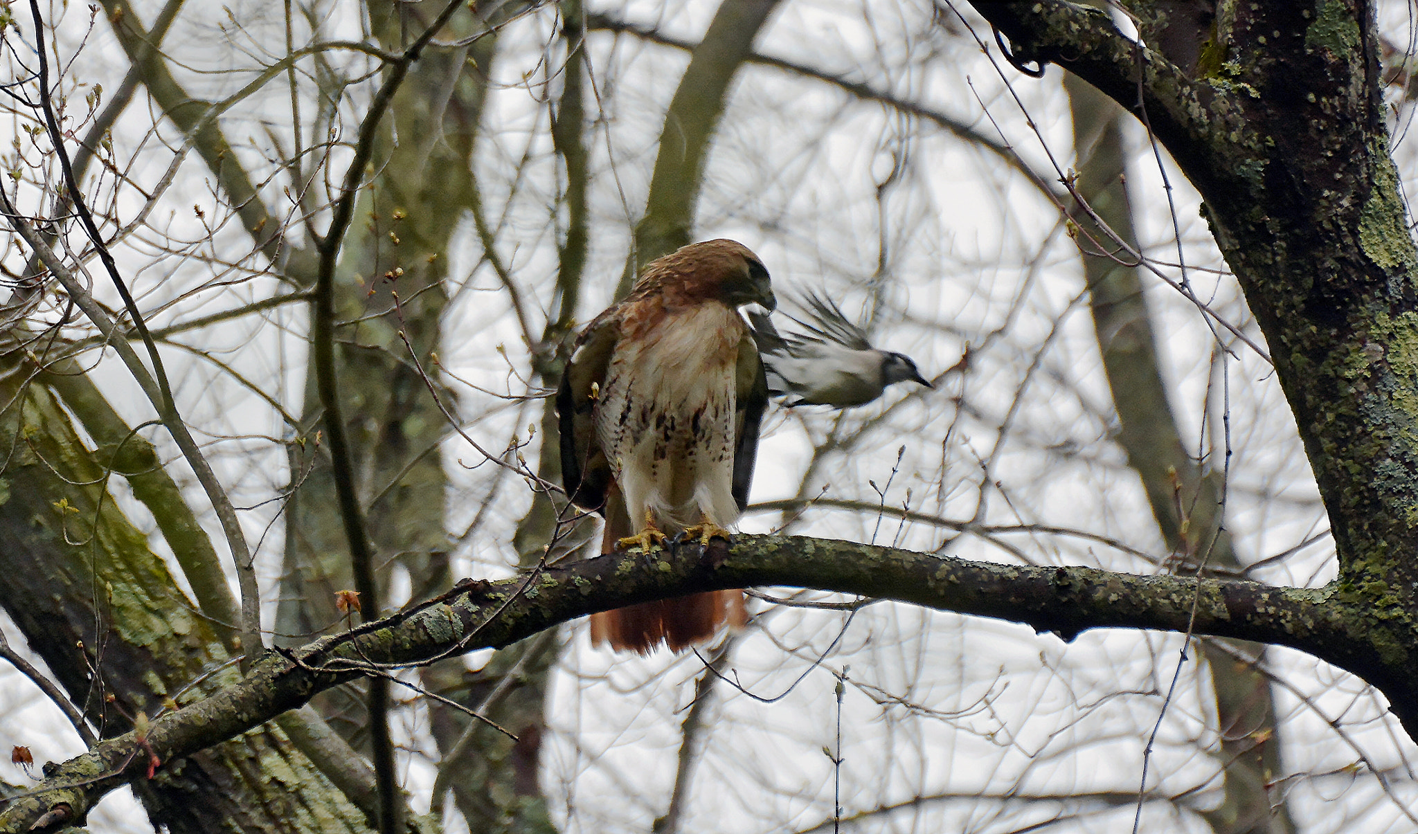 Nikon D7100 + Sigma 70-300mm F4-5.6 DG OS sample photo. Picked the wrong tree 3. photography