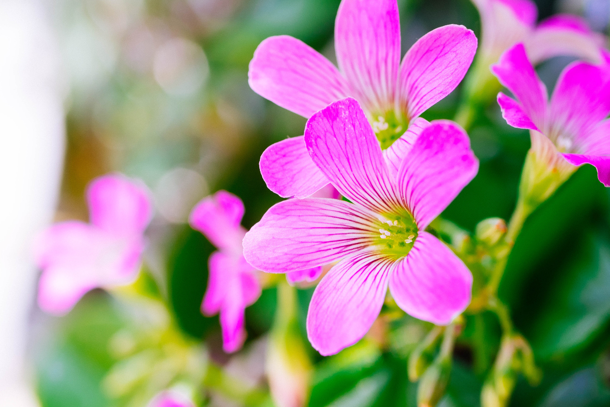 Olympus OM-D E-M1 + Panasonic Lumix G Macro 30mm F2.8 ASPH Mega OIS sample photo. Oxalis photography