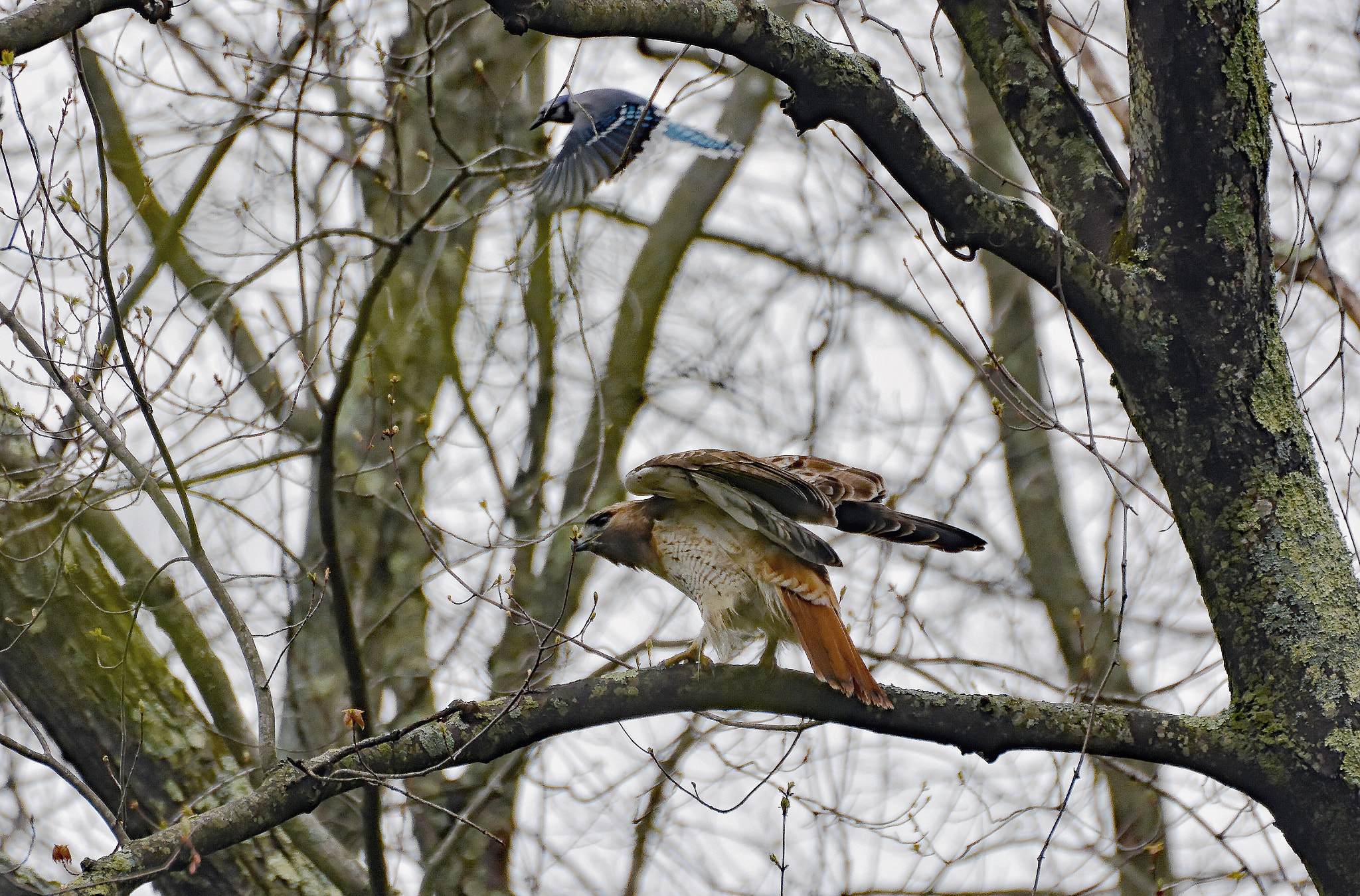 Nikon D7100 + Sigma 70-300mm F4-5.6 DG OS sample photo. Picked the wrong tree 1. photography