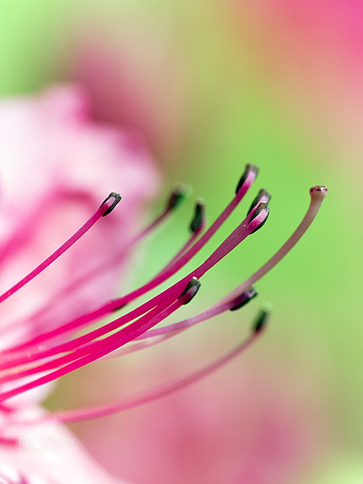 Canon EOS 600D (Rebel EOS T3i / EOS Kiss X5) + Tamron SP AF 90mm F2.8 Di Macro sample photo. Azalea's stamen photography