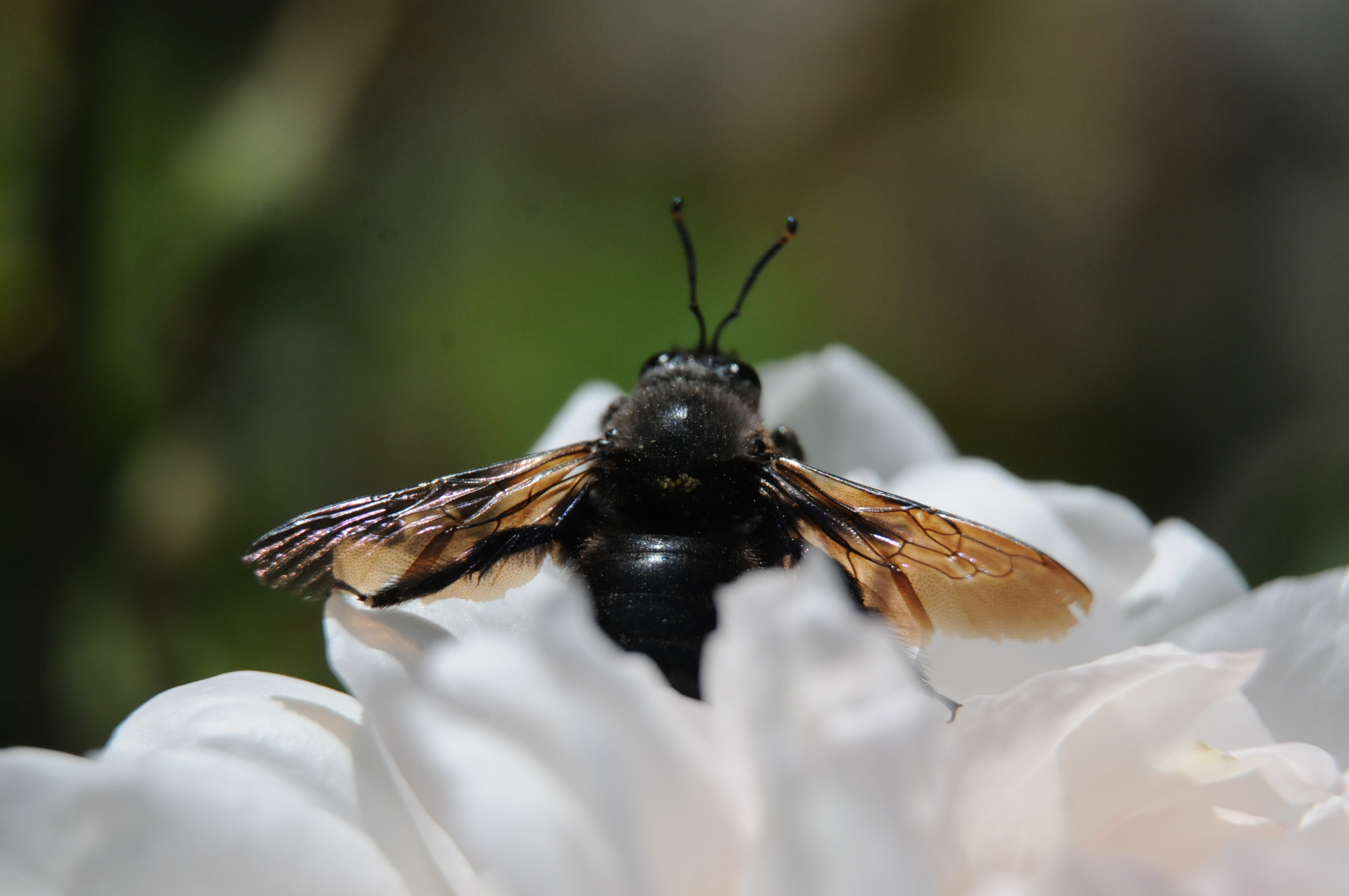 Nikon D300S sample photo. [] photography