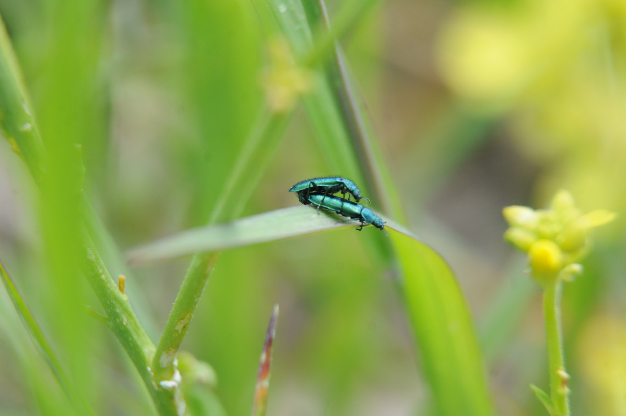 Nikon D300S sample photo. Psilothrix viridicoerulea photography