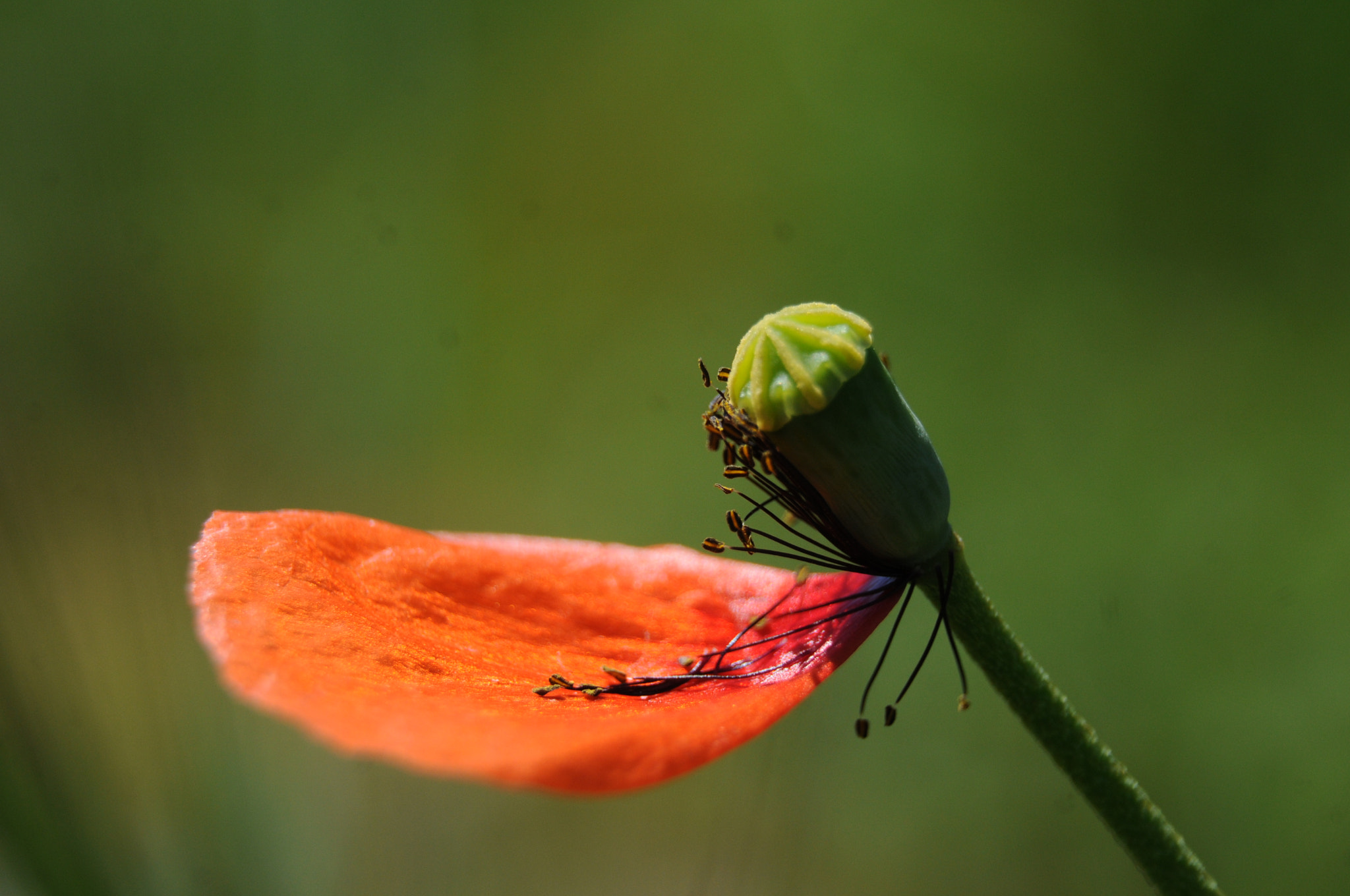 Nikon D300S sample photo. [] photography