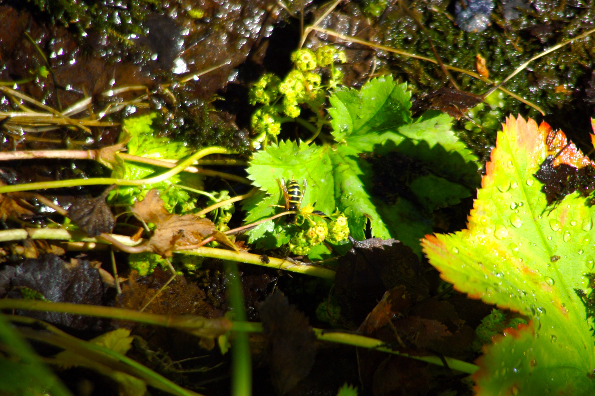 KONICA MINOLTA MAXXUM 5D sample photo. Hiding hornet photography