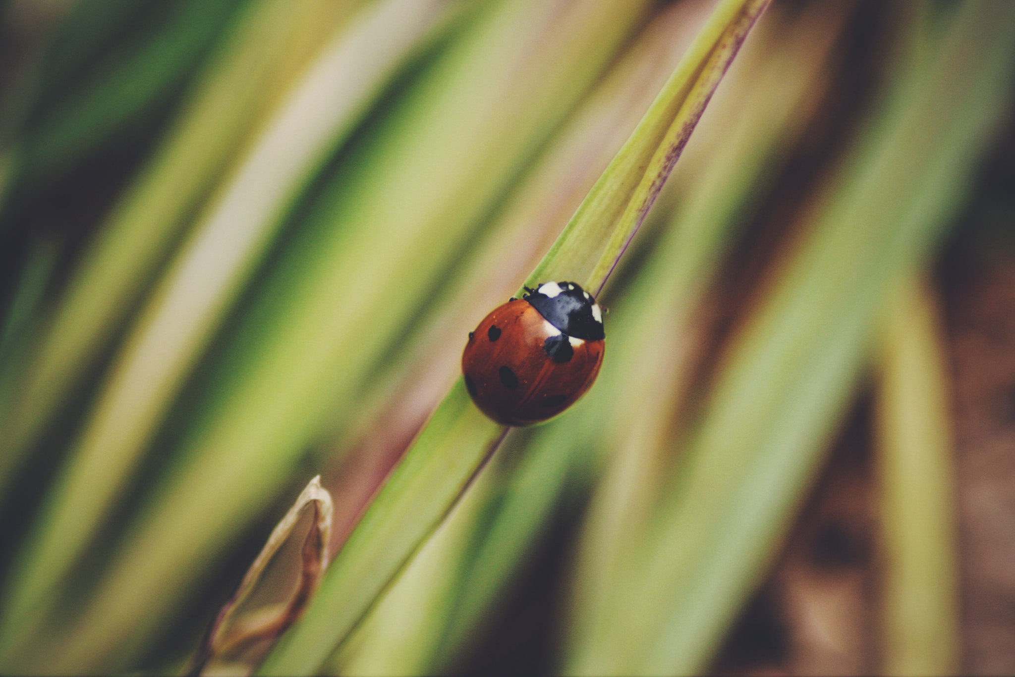 Canon 70-300mm sample photo