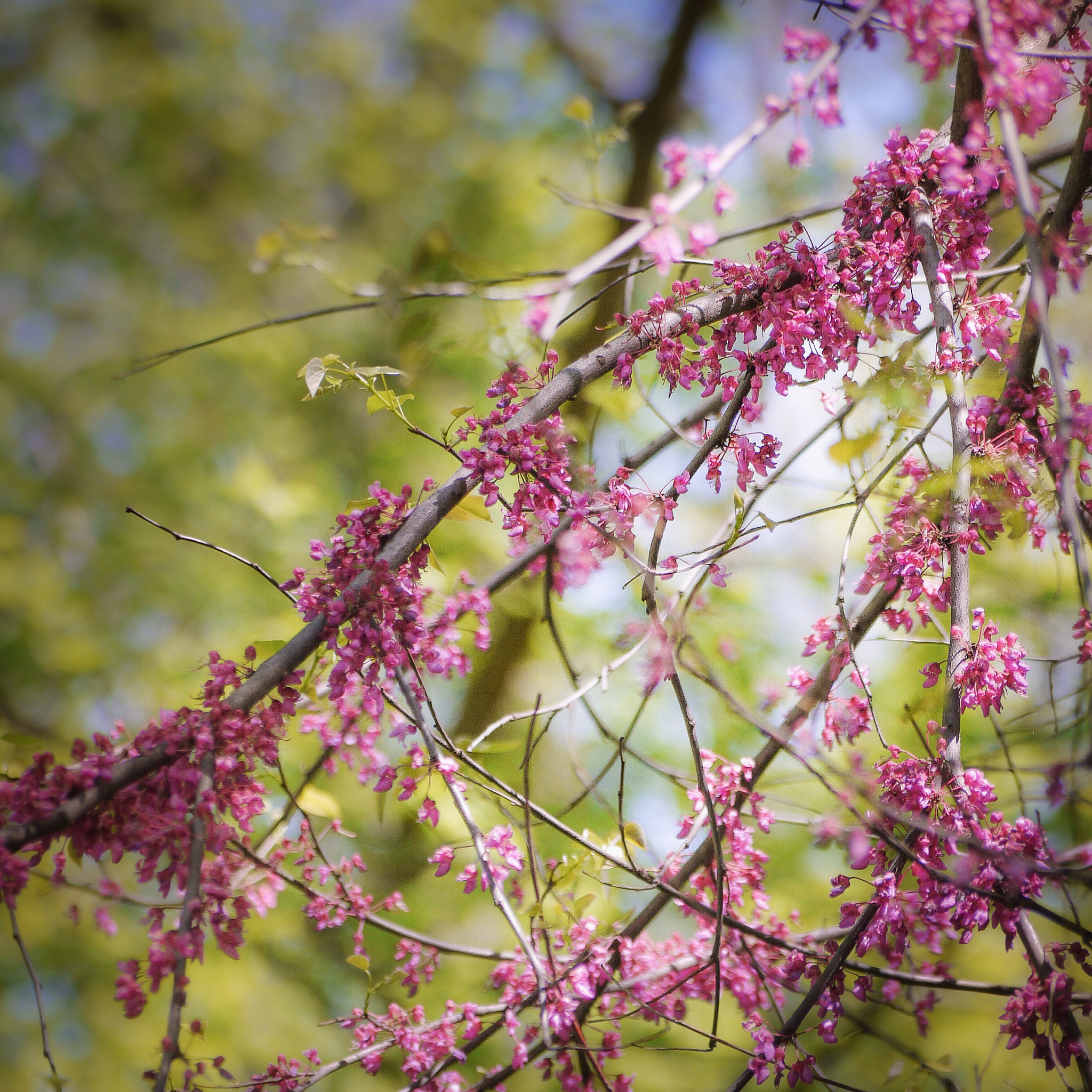 Panasonic Lumix G Vario 45-200mm F4-5.6 OIS sample photo. Wispy hair don't care photography