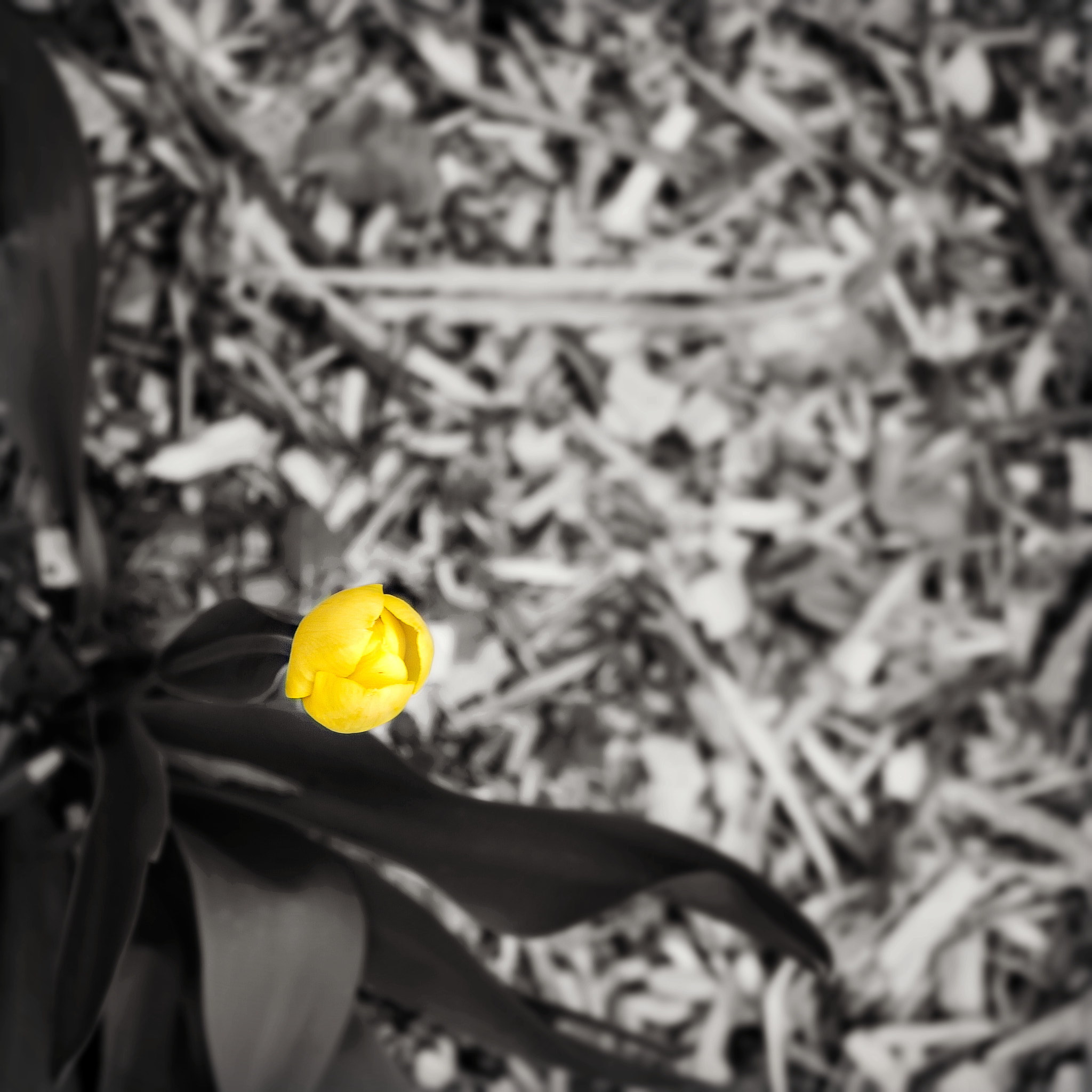 Panasonic Lumix G Vario 45-200mm F4-5.6 OIS sample photo. The isolationist photography