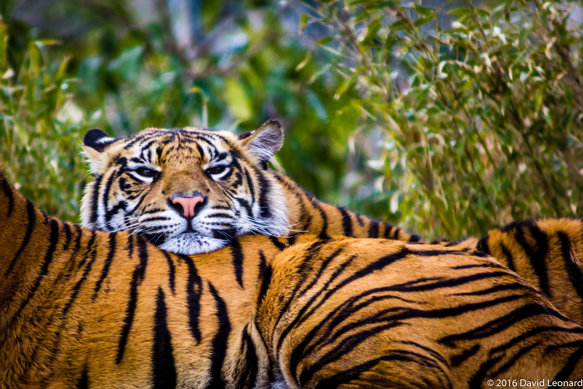 Canon EF 90-300mm F4.5-5.6 sample photo. Sleepy tiger photography