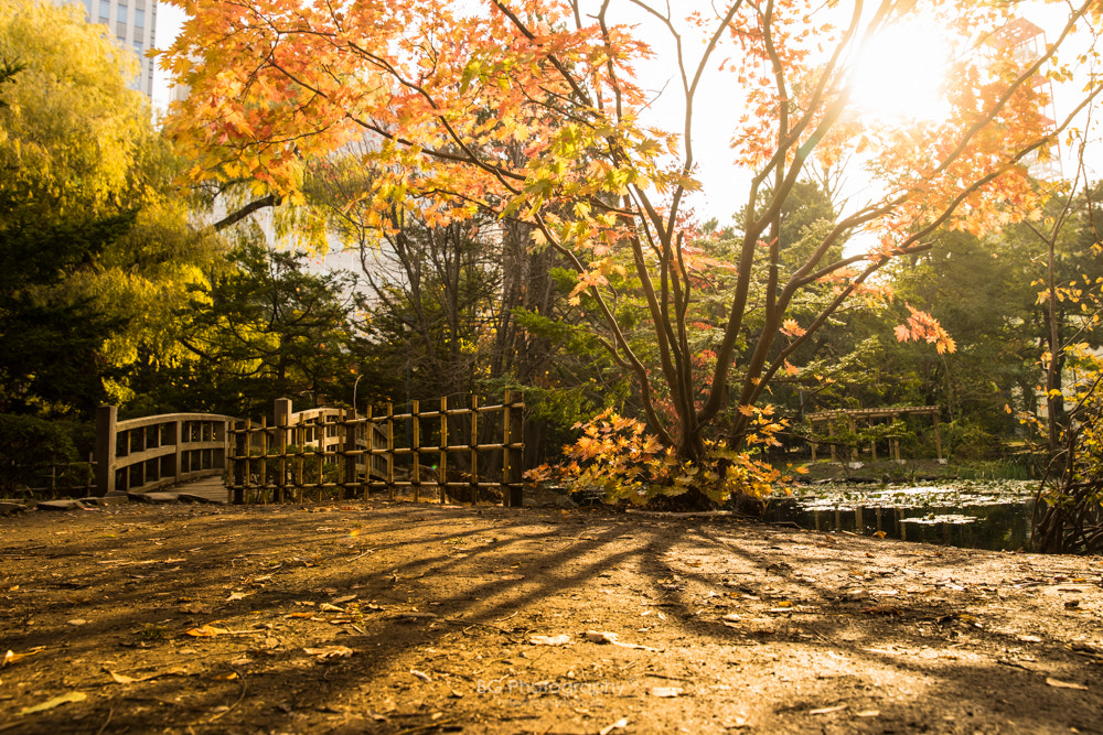 Sony a7 + Canon EF 85mm F1.2L II USM sample photo. Light & shadow. photography