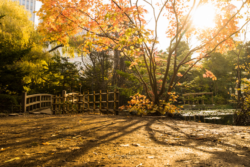 Sony a7 + Canon EF 85mm F1.2L II USM sample photo. Light & shadow. photography