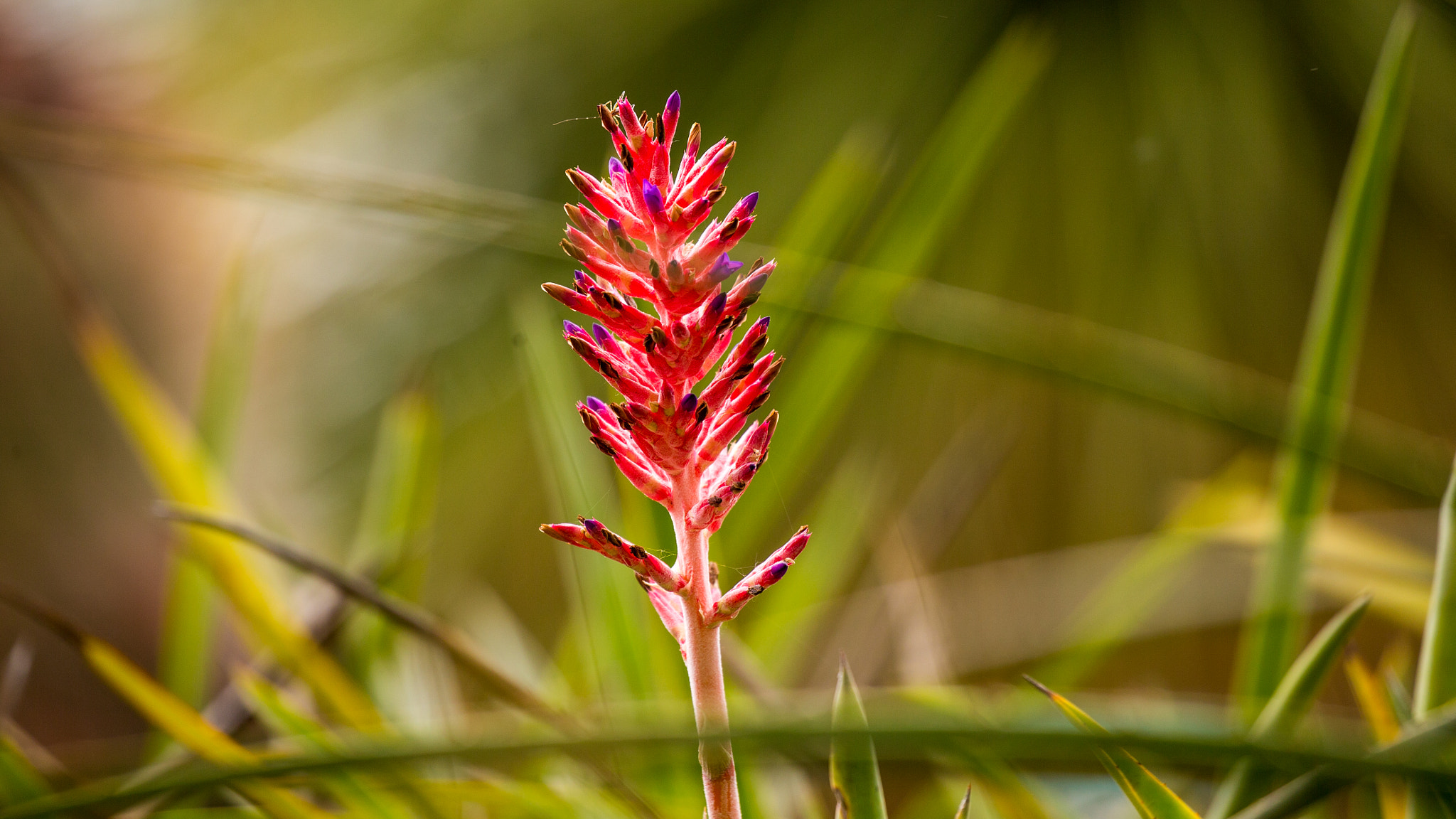 Canon EF 100-400mm F4.5-5.6L IS II USM sample photo. Flower photography