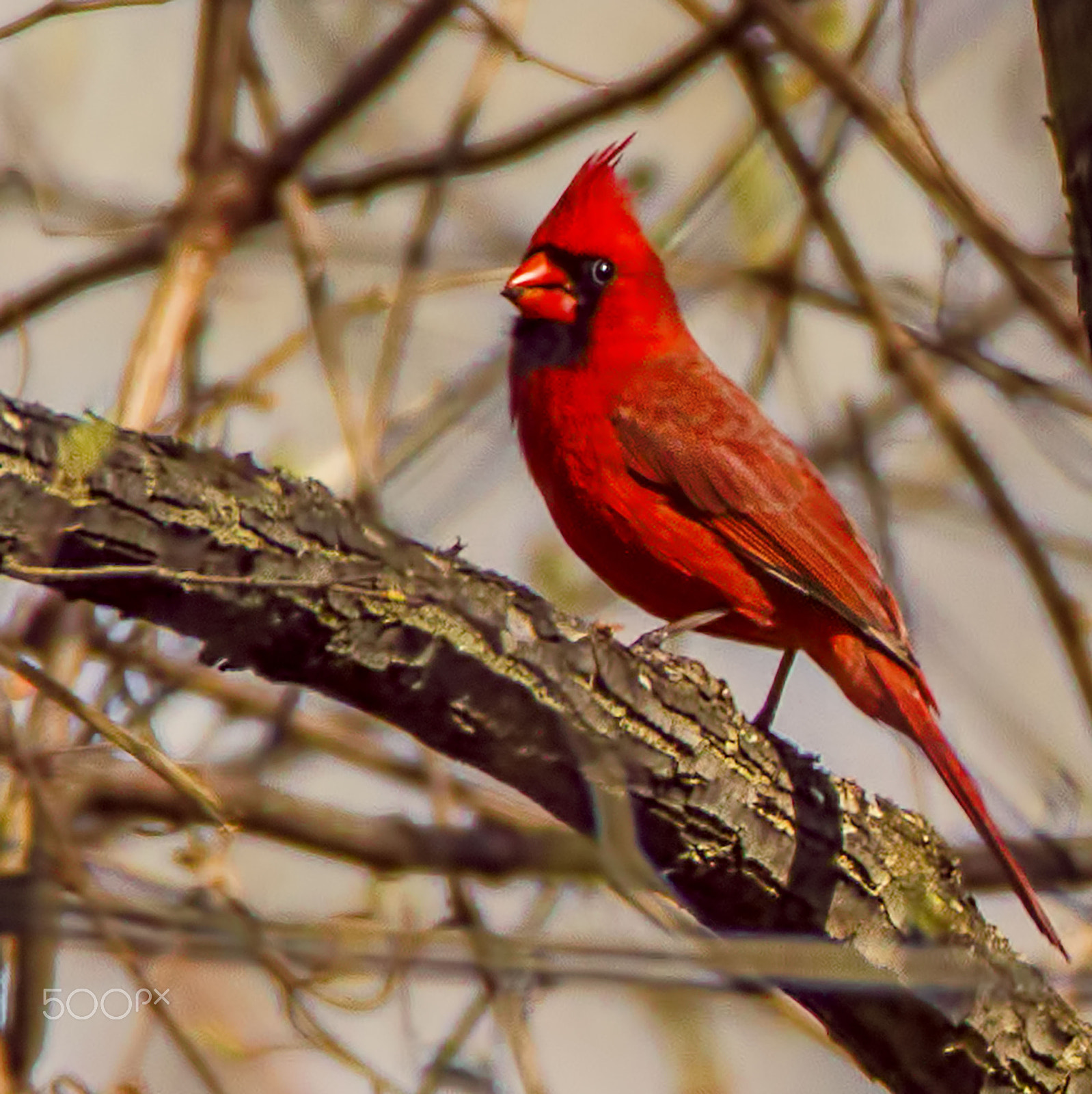Sigma 150-600mm F5-6.3 DG OS HSM | C sample photo. Cardinal photography