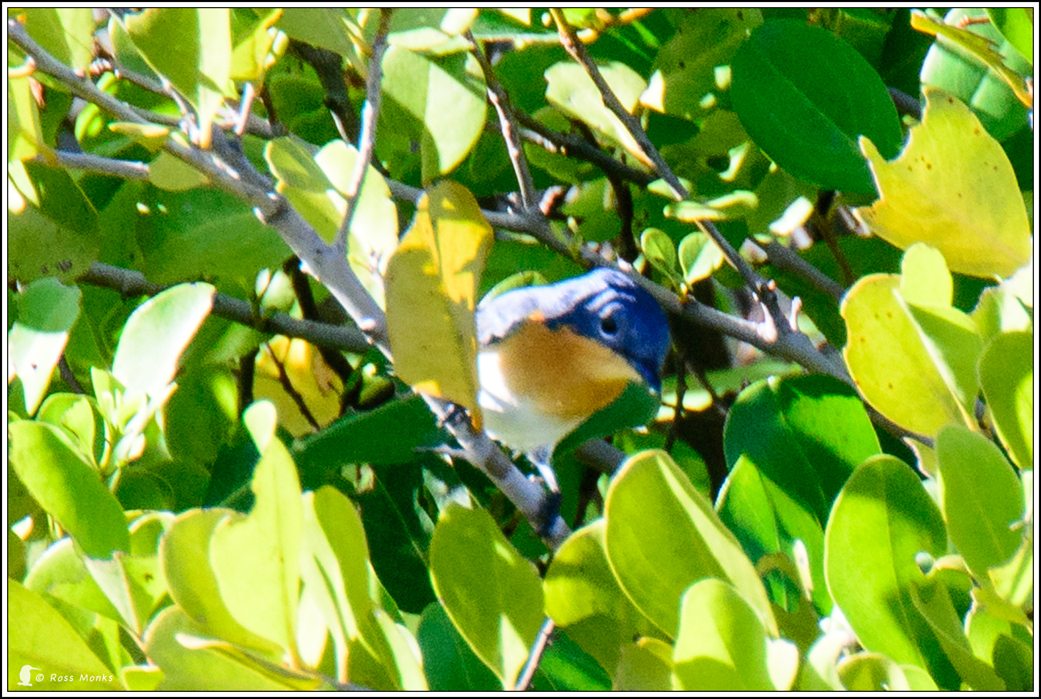 Nikon D600 sample photo. Broad-billed flycatcher photography