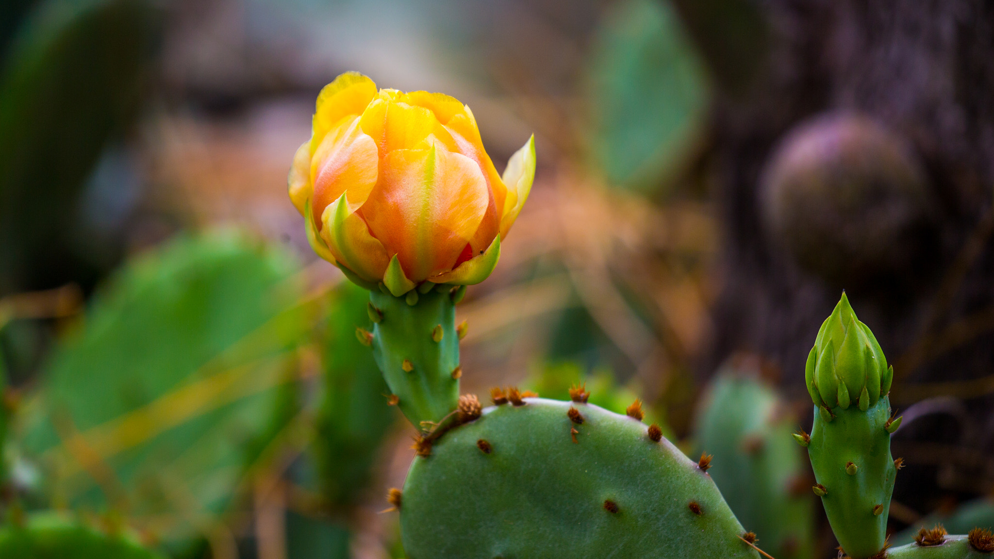 Canon EF 100-400mm F4.5-5.6L IS II USM sample photo. Yellow photography
