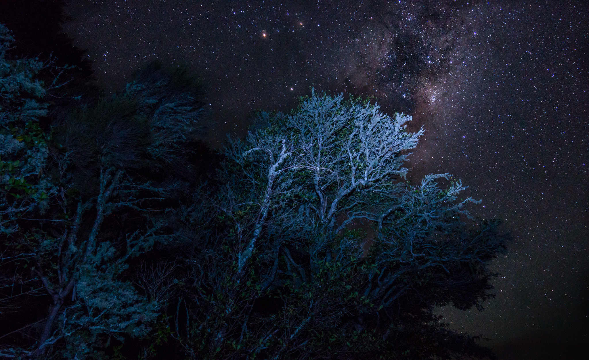 16-35mm F4 ZA OSS sample photo. Star trees of lake tarewa photography