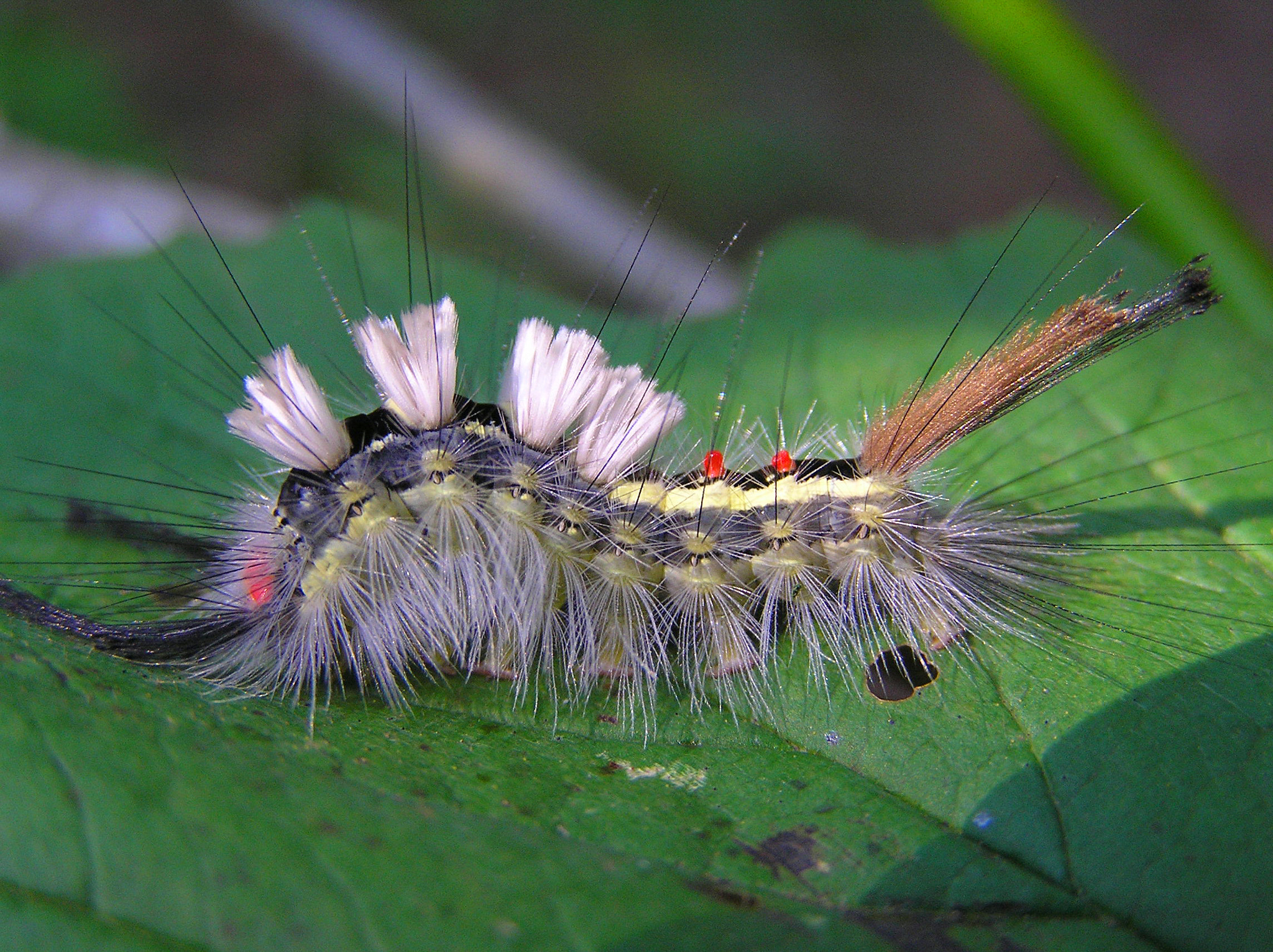 Olympus C765UZ sample photo. Tussock moth caterpillar photography