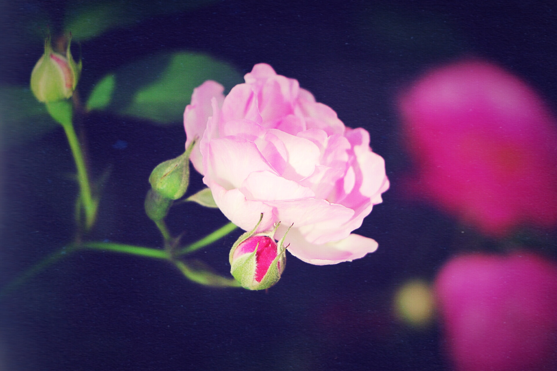 Canon EOS 760D (EOS Rebel T6s / EOS 8000D) sample photo