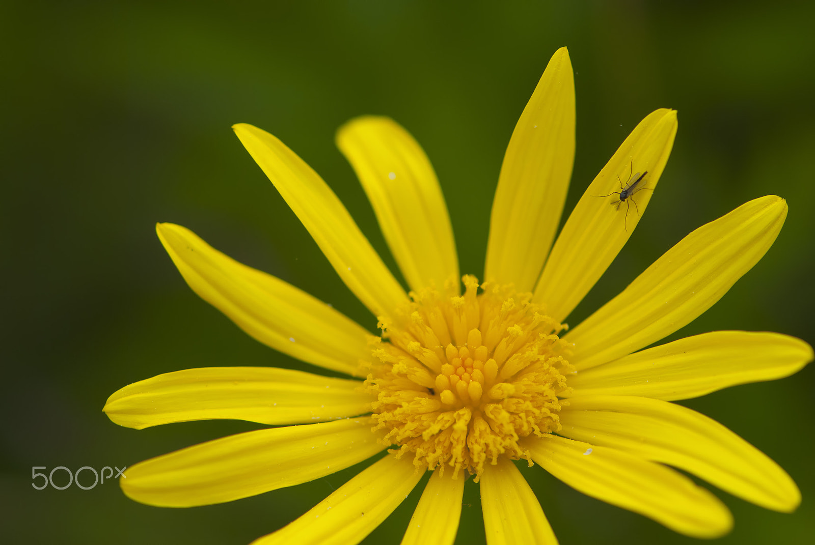 Nikon AF-S Micro-Nikkor 105mm F2.8G IF-ED VR sample photo. Toda para mi photography