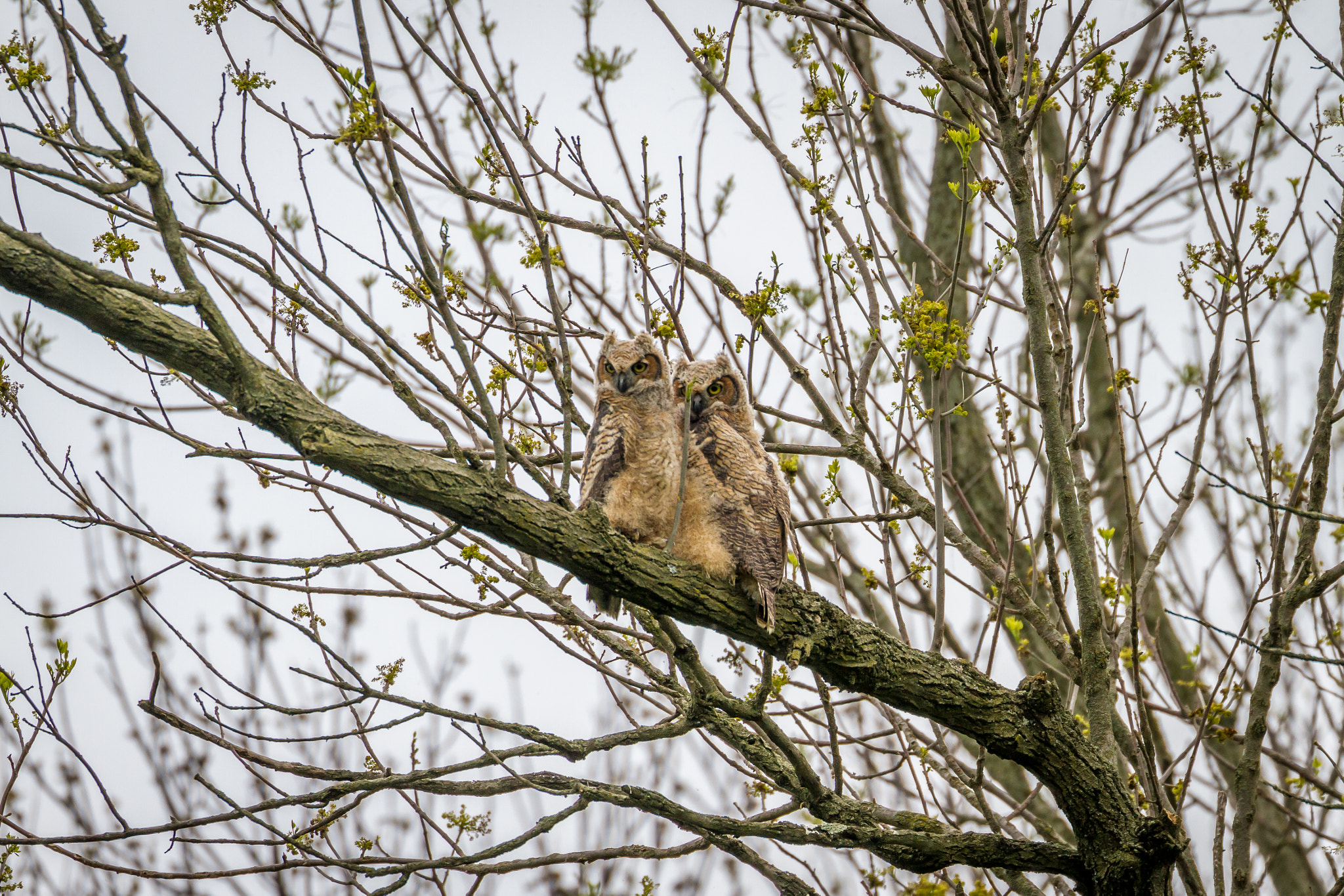 Canon EOS 7D + Canon EF 100-400mm F4.5-5.6L IS II USM sample photo. Great horned owl fleglings photography