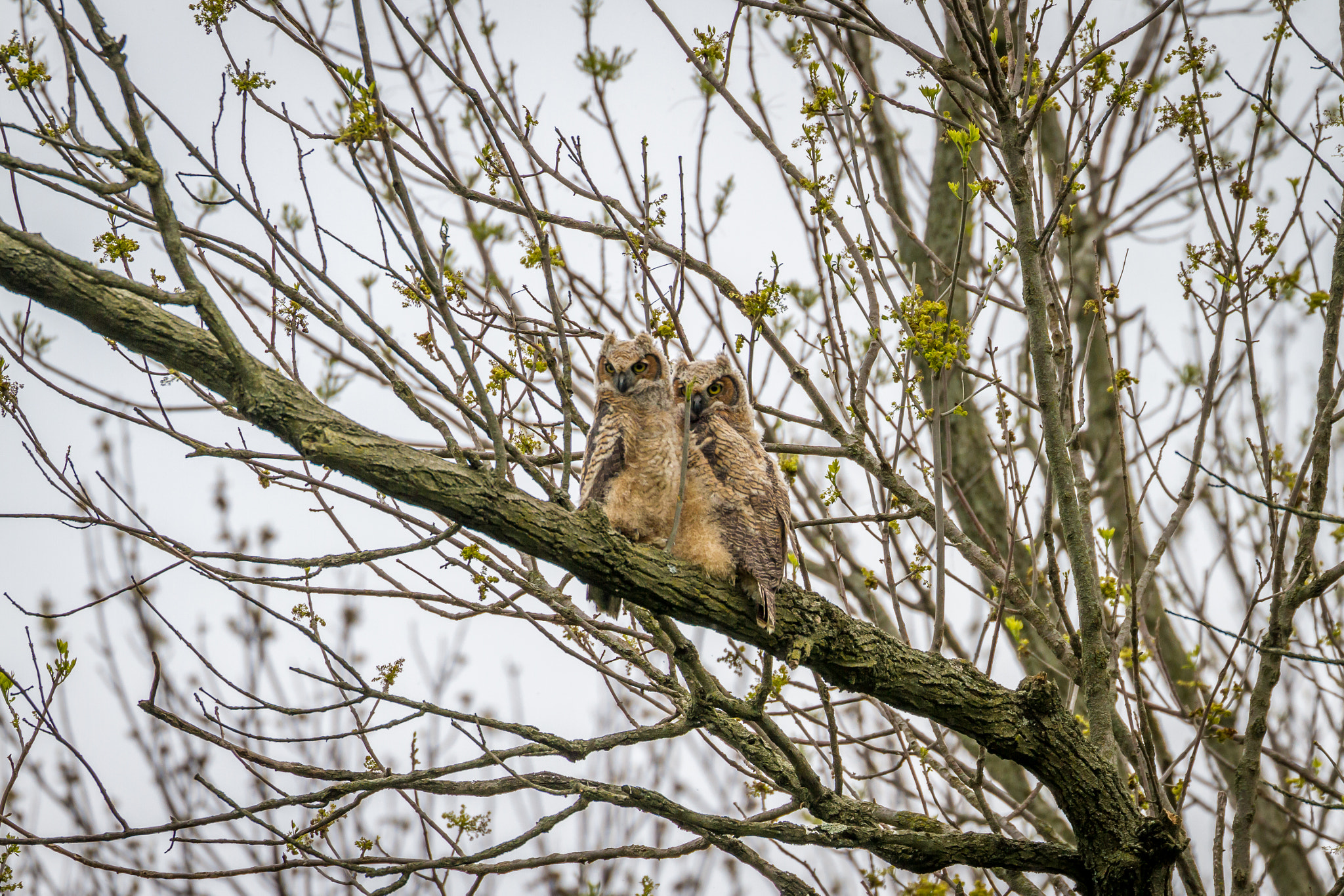 Canon EF 100-400mm F4.5-5.6L IS II USM sample photo. Great horned owl fleglings photography