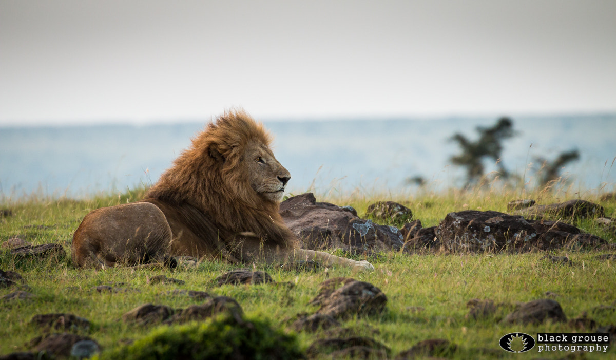 Canon EF 100-400mm F4.5-5.6L IS II USM sample photo. King of the hill photography