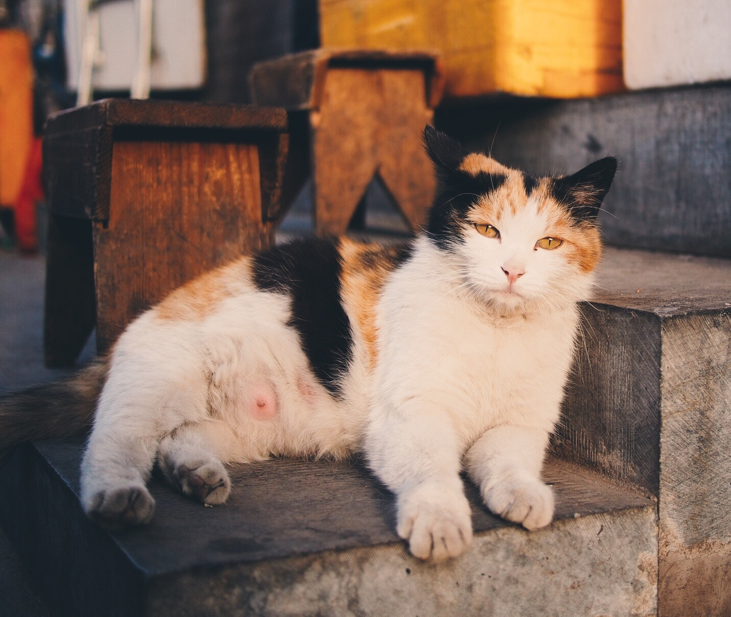 Olympus PEN E-P5 + Panasonic Lumix G 20mm F1.7 ASPH sample photo