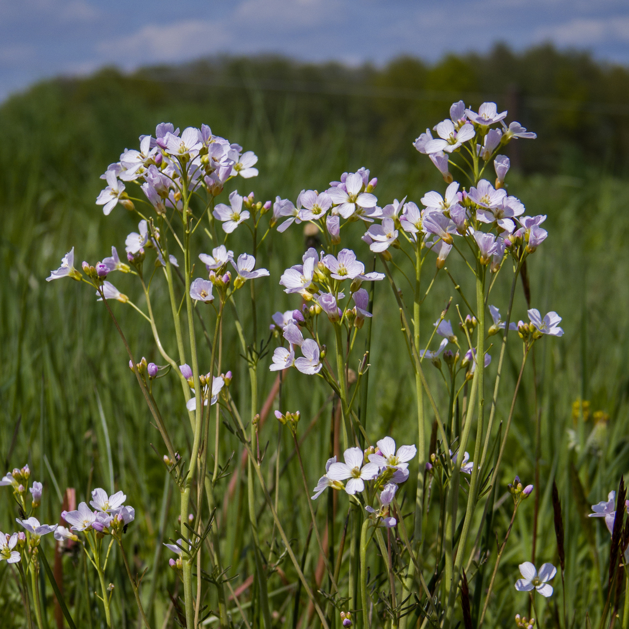 Pentax Q-S1 + Pentax 06 Telephoto 15-45mm sample photo. Pinksterbloemen photography