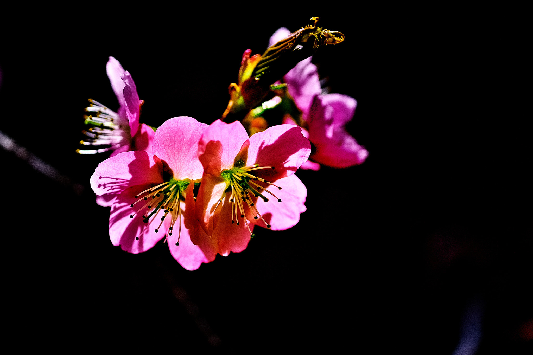 Minolta AF 200mm F4 Macro APO G sample photo. Flowers in the shade photography