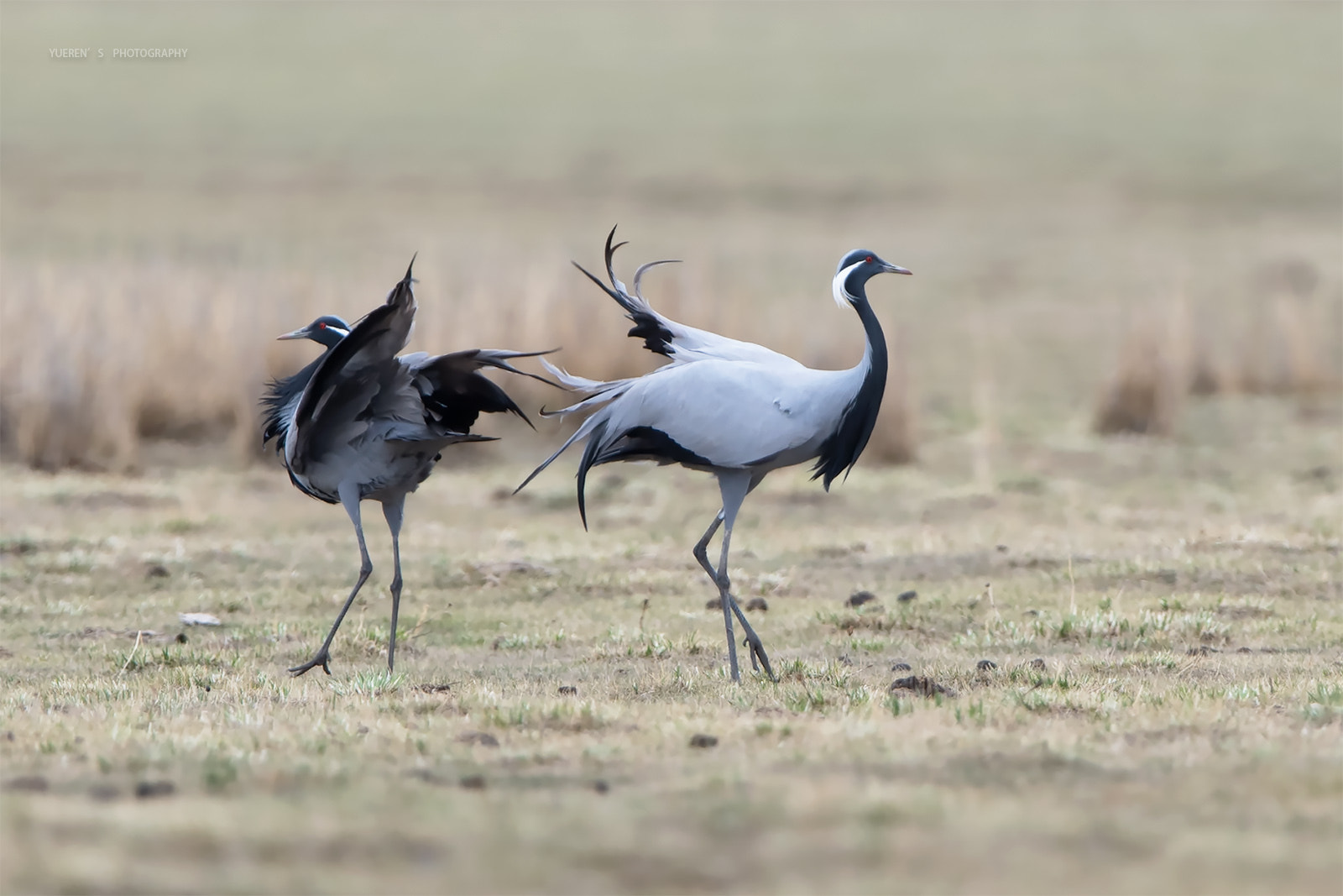 Nikon D5 + Nikon AF-S Nikkor 600mm F4G ED VR sample photo. 蓑羽鹤恋舞 photography