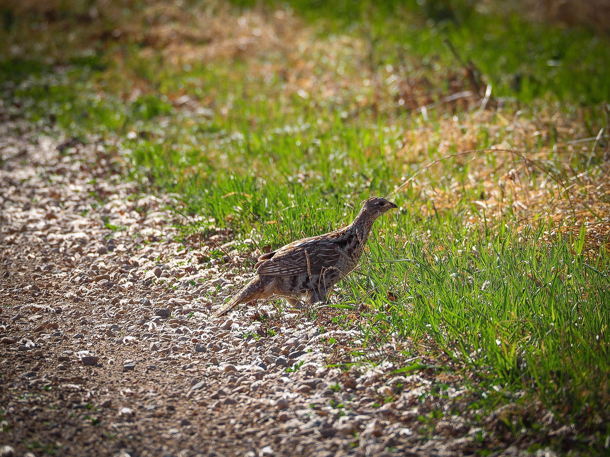 Olympus OM-D E-M10 sample photo. Prairie chicken (rough grouse) photography