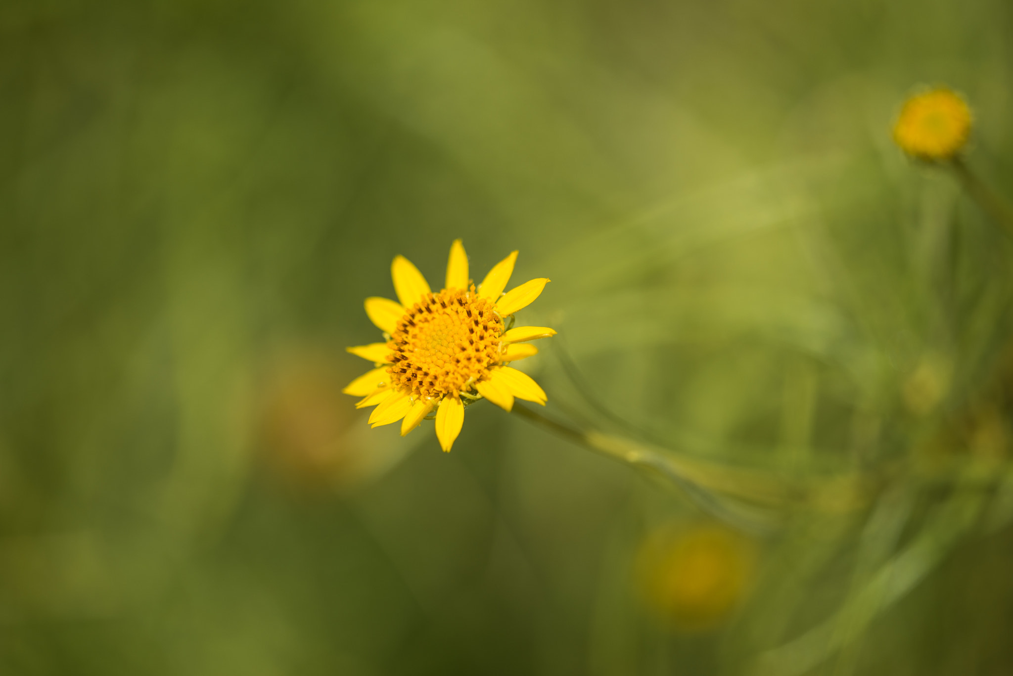 Sigma 150mm F2.8 EX DG Macro HSM sample photo. Daze photography
