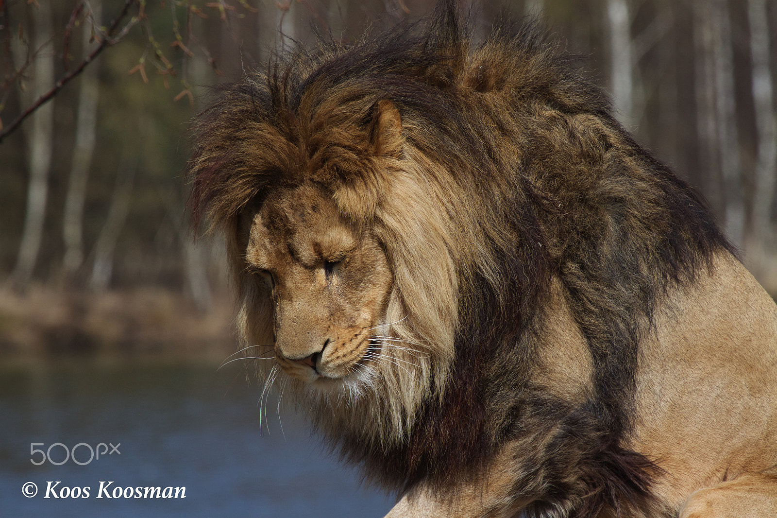 Canon EF 100-400mm F4.5-5.6L IS USM sample photo. Panthera leo photography